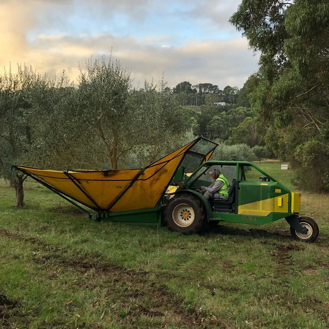HartsFarm-2019-Olives-Harvest.jpg
