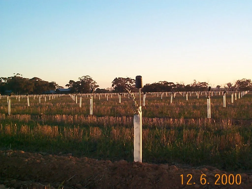 BaringupWest_2000-Olives-Guarded.jpg