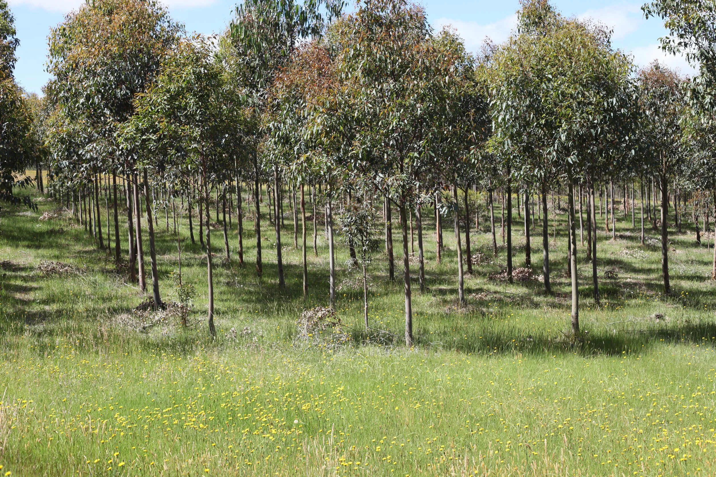 Nullavale-2013-Trees.JPG
