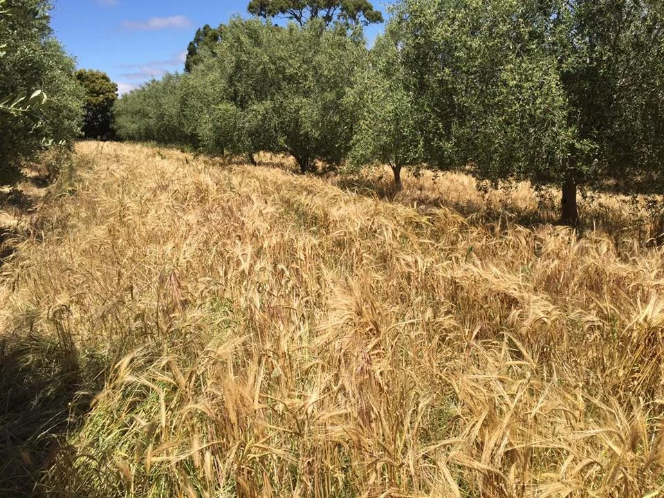 2018-MannaHill-OlivesBarley.jpg
