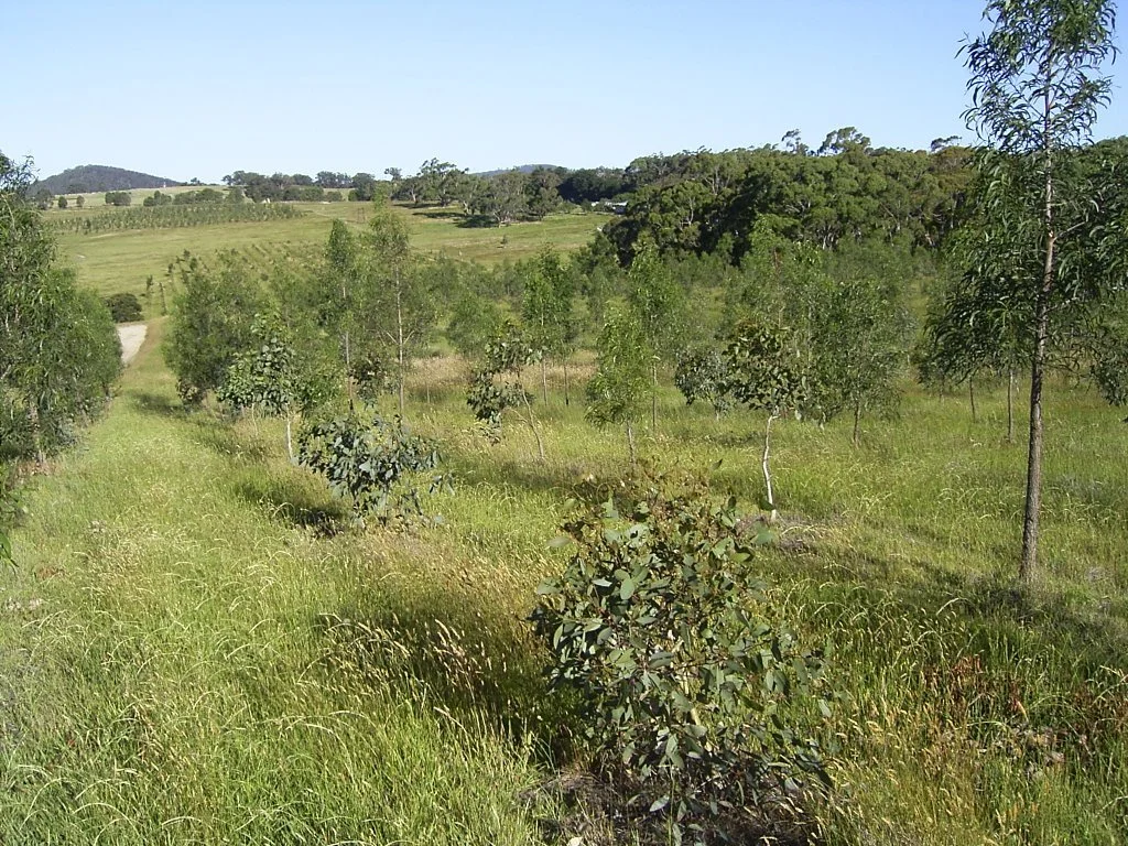 Nullavale-2007-Trees.jpg
