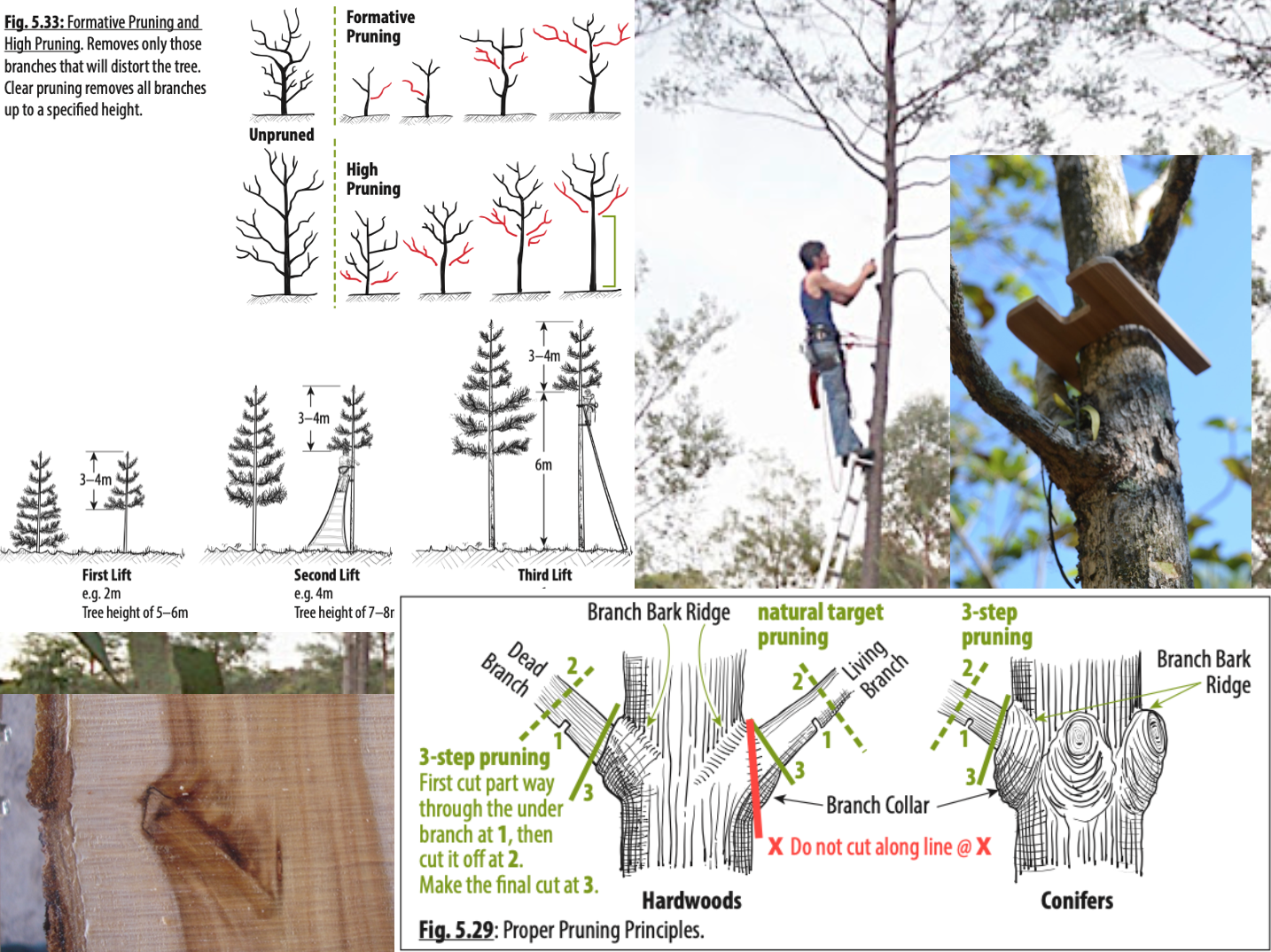 Pruning-Form-Lift.png
