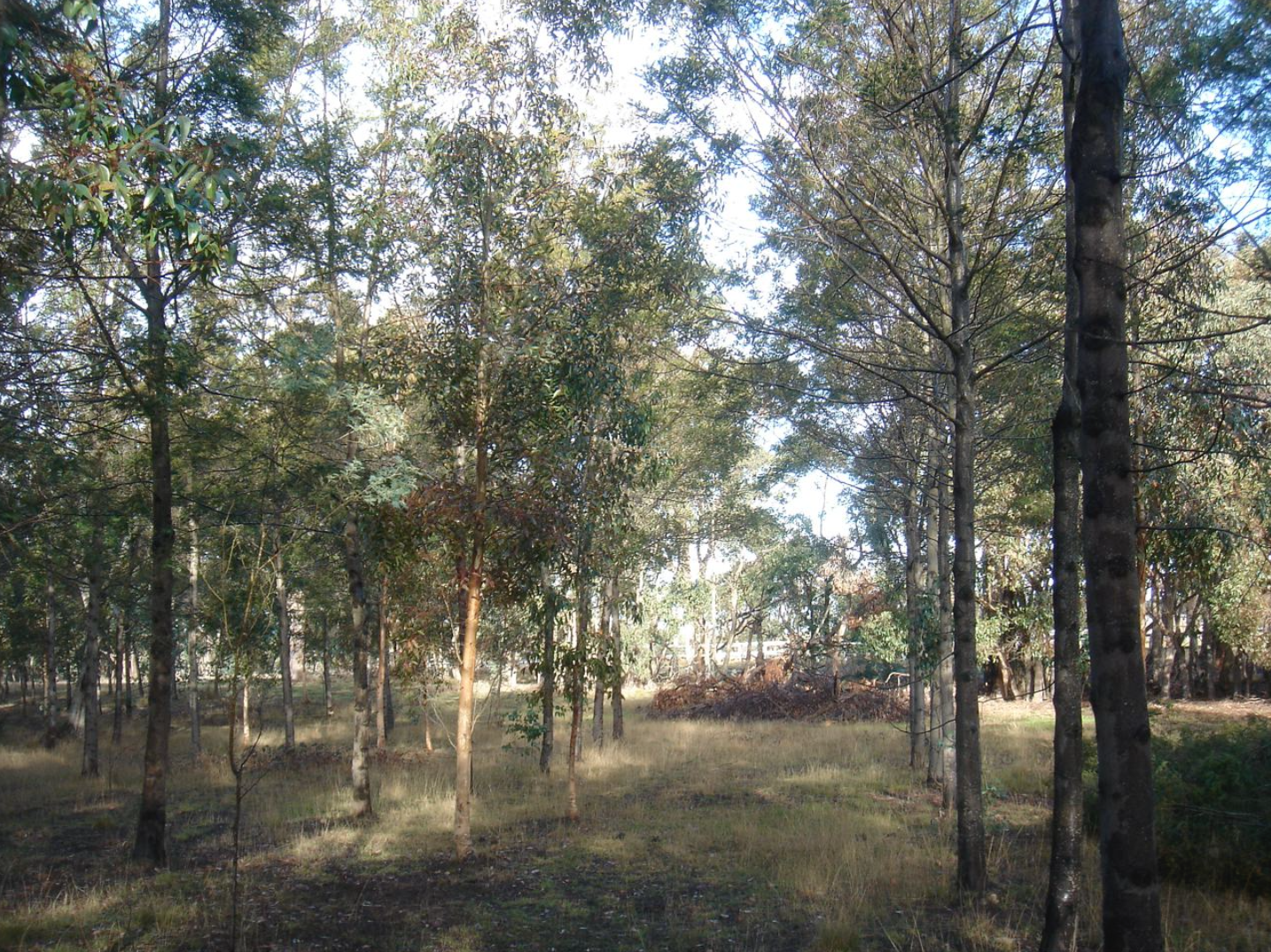 TaranakiFarm-2008-Forestry.png