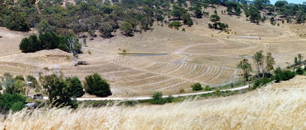 Woodbrook-1998-Vineyard-Forestry.jpg
