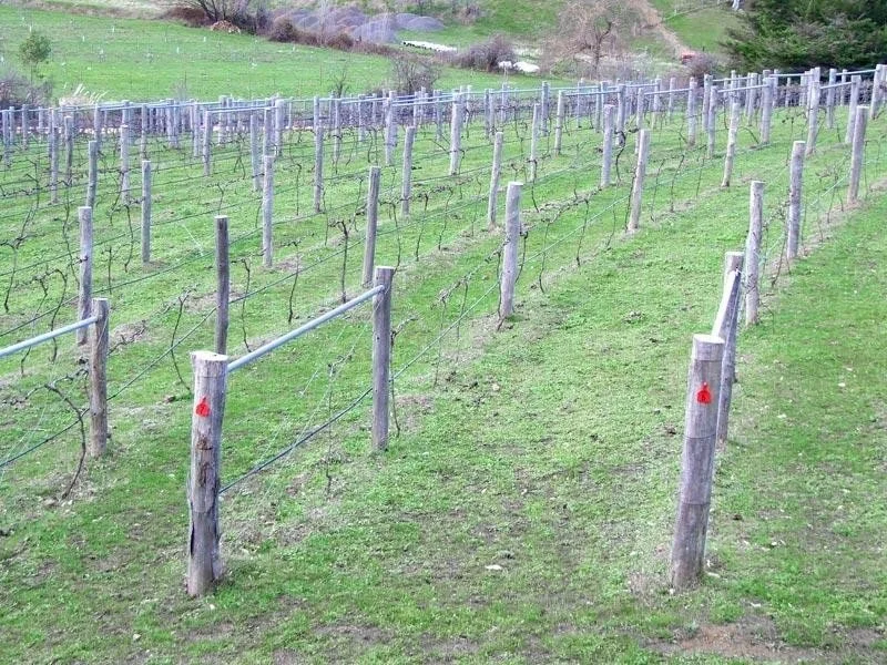 WoodbrookFarm-2010-Vineyard-1.jpg