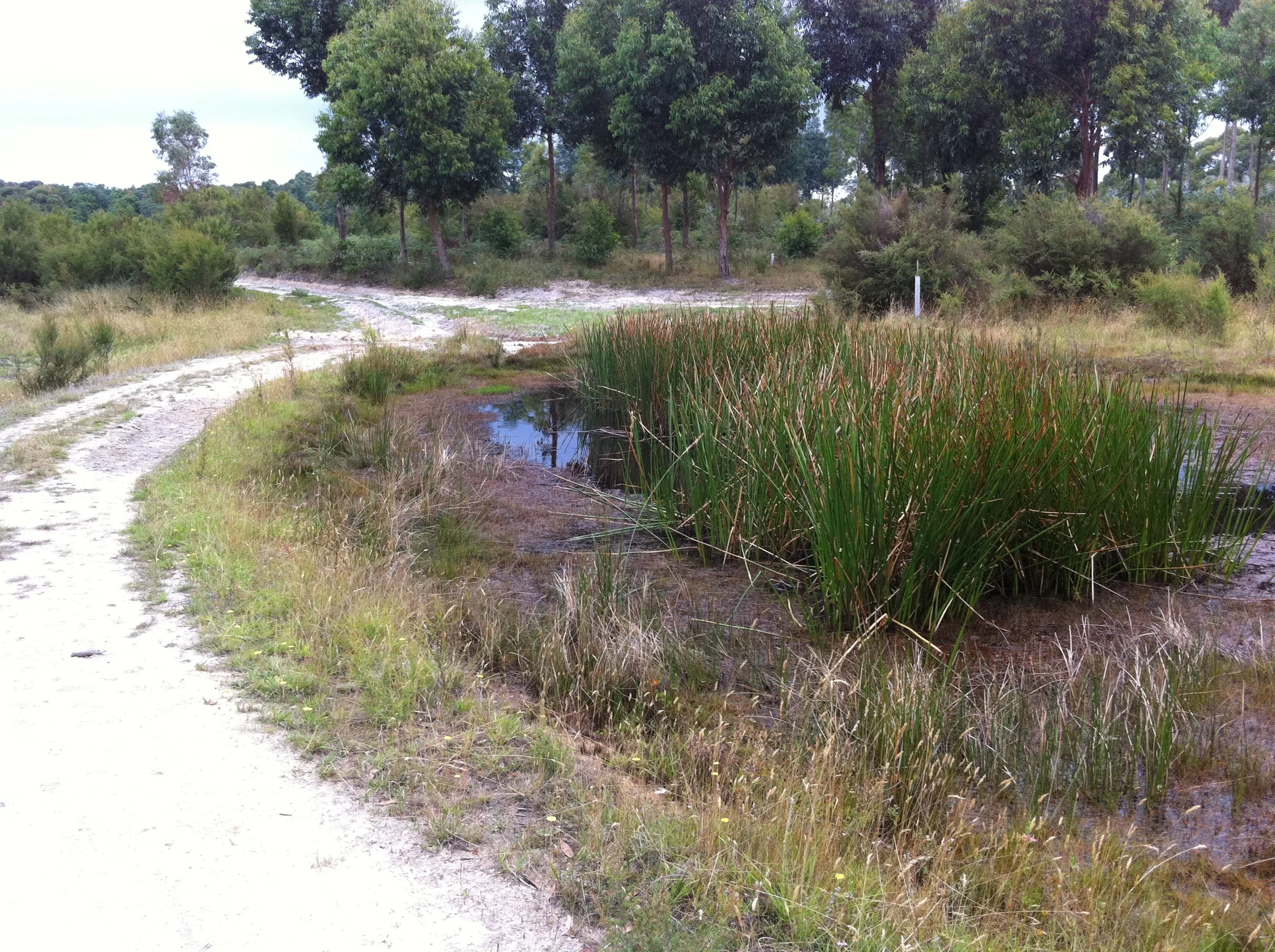 Dalpura_CrossingDam2011.JPG