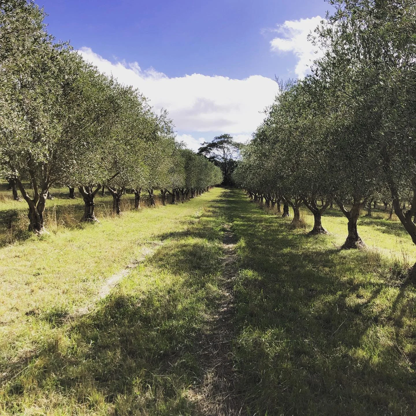 HartsFarm-2019-Olives-PreHarvest.jpg