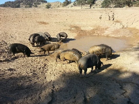 20130320_McIvorFarm_PigsInDam.jpg