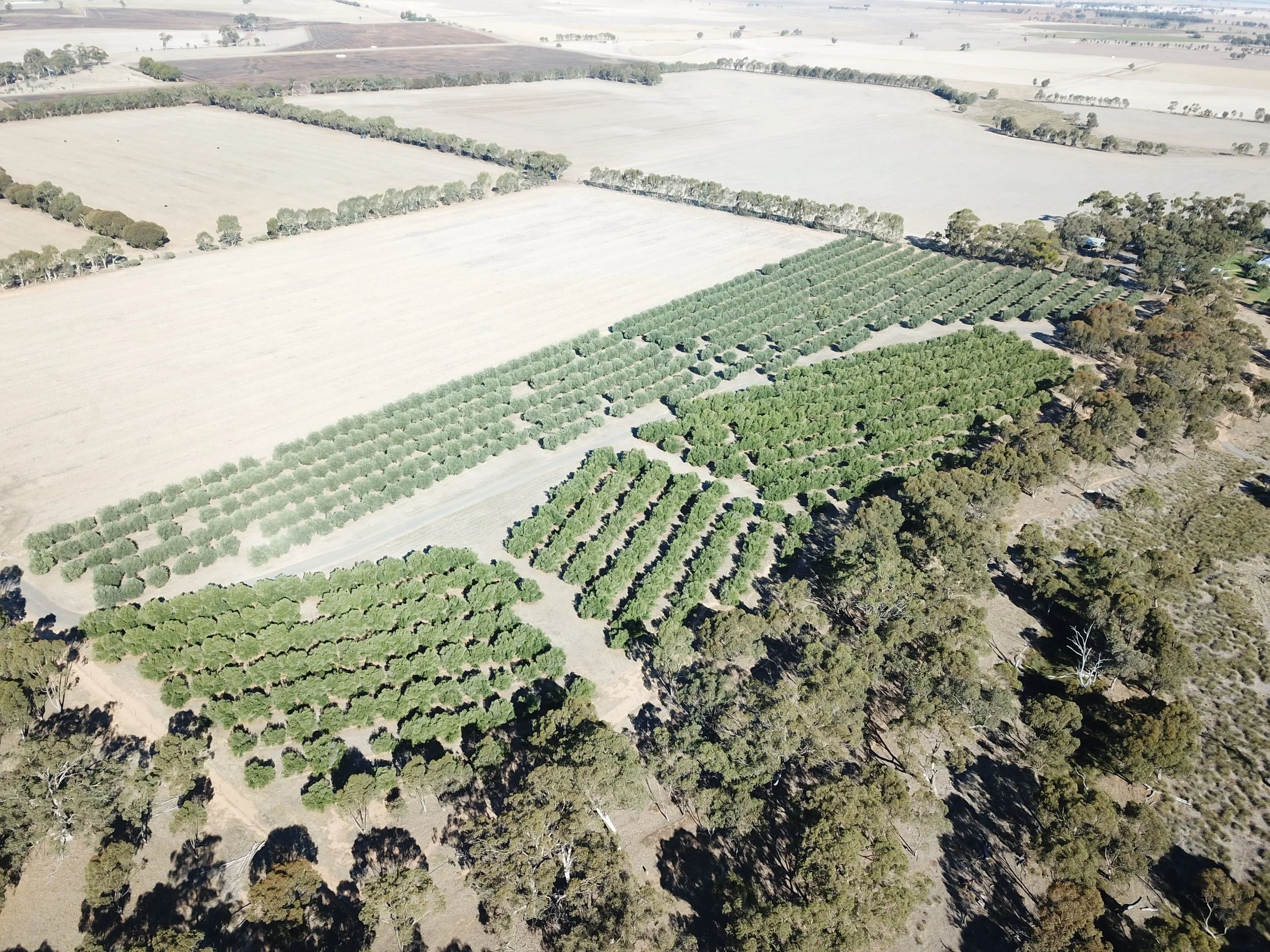 BaringupWest-2025-Olives-1.JPG