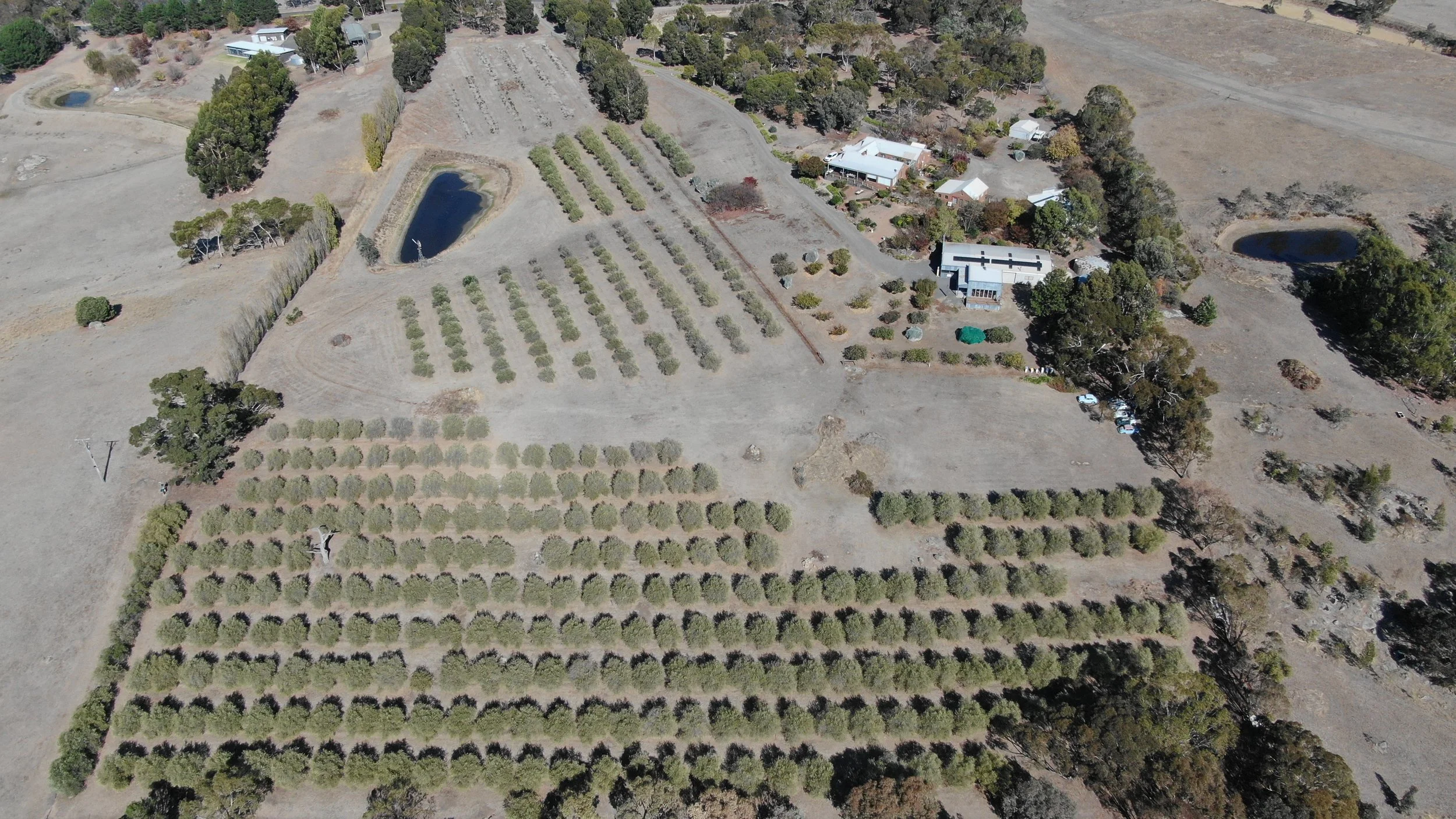 WindrushPark-2025-Aerial-Olives-Dam-1.JPG