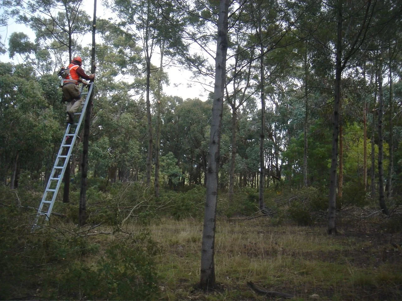 TaranakiFarm-2008-Forestry-Ladder.jpg