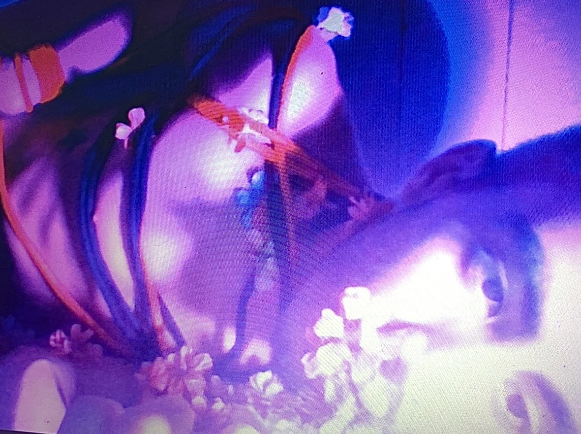 "Phantasm " (Series 2) 2024. 