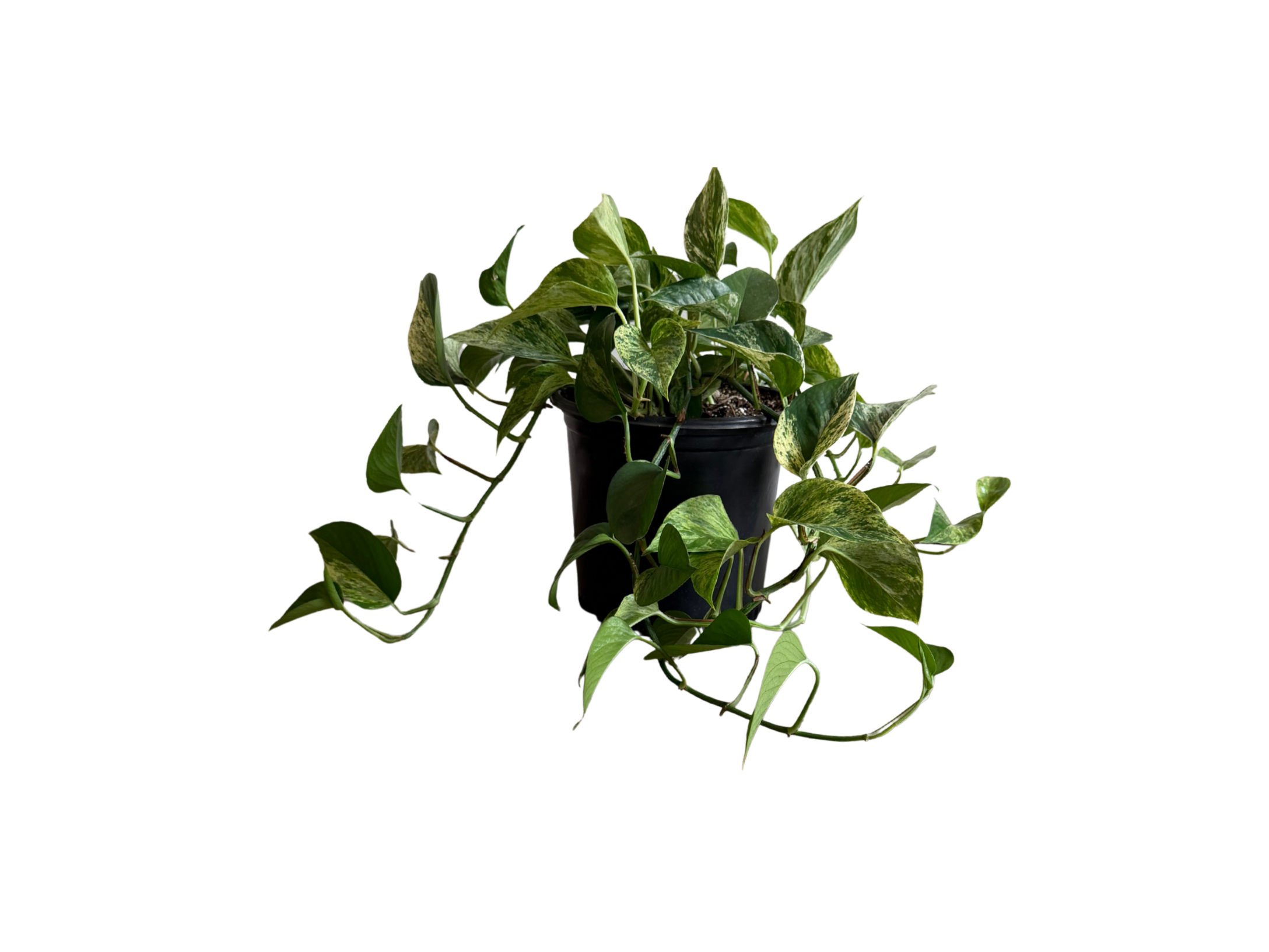 Variegated Pothos 9"