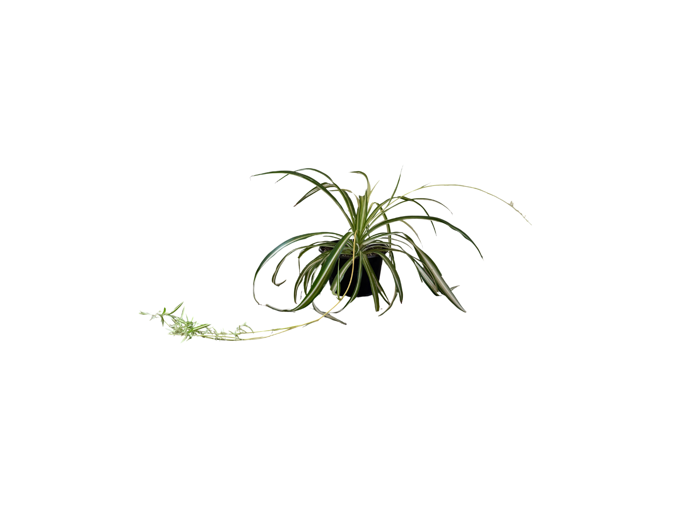 Spider Plant with Plantlets 8"