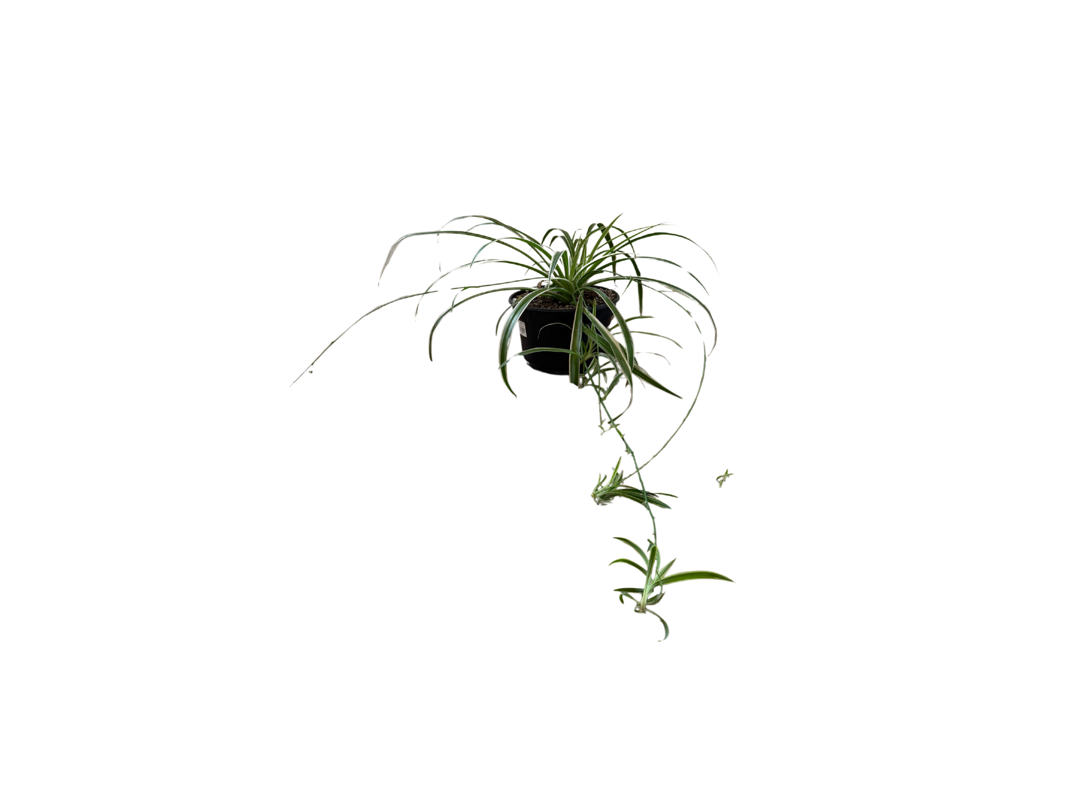 Spider Plant with Plantlets 8"