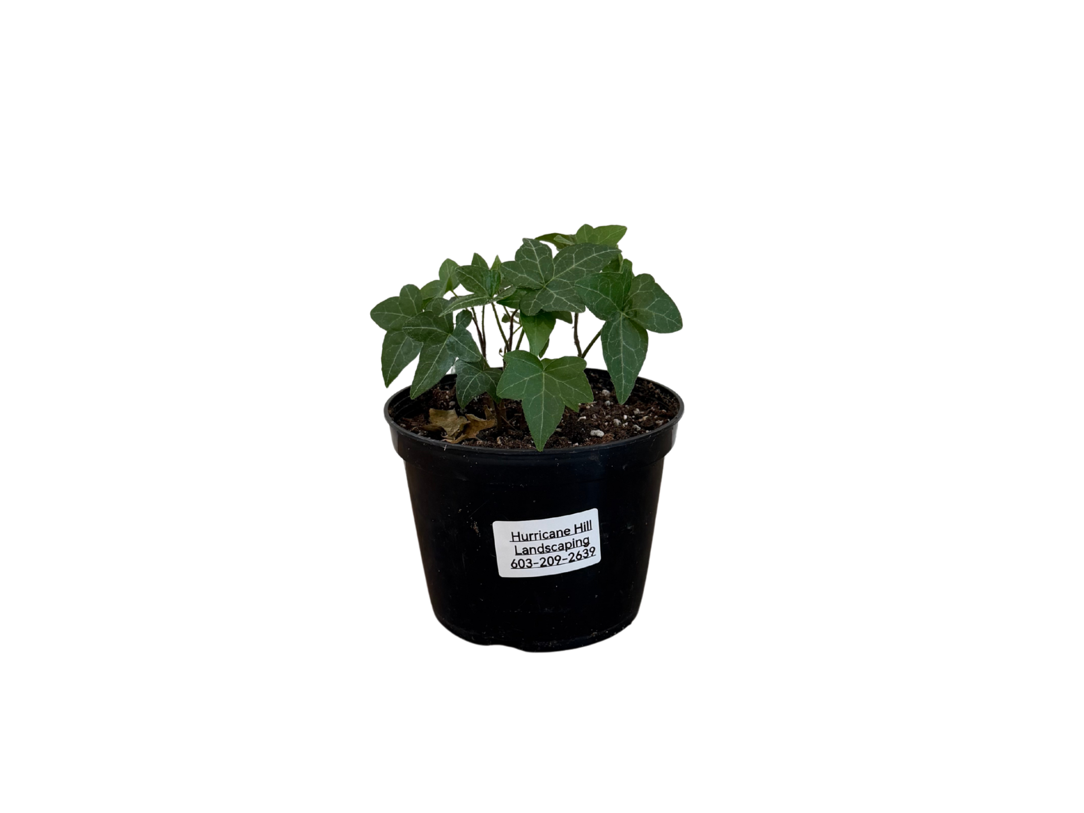 Common Ivy 6"