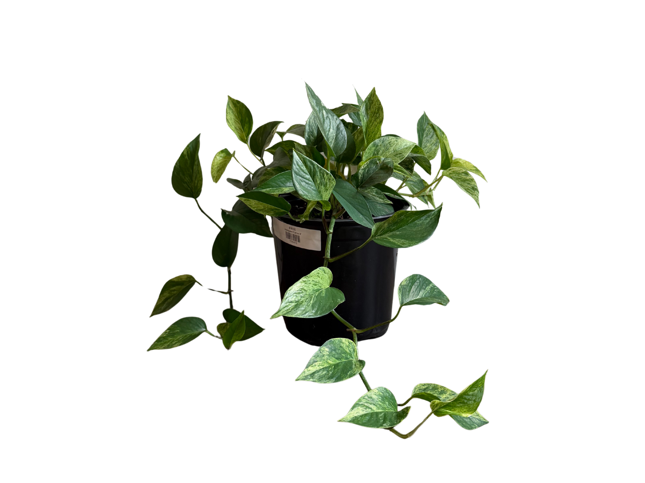 Variegated Pothos 9"