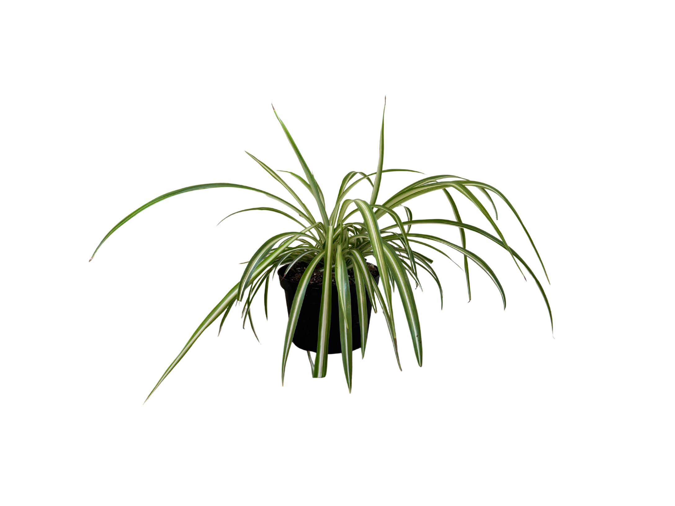 Spider Plant 6"