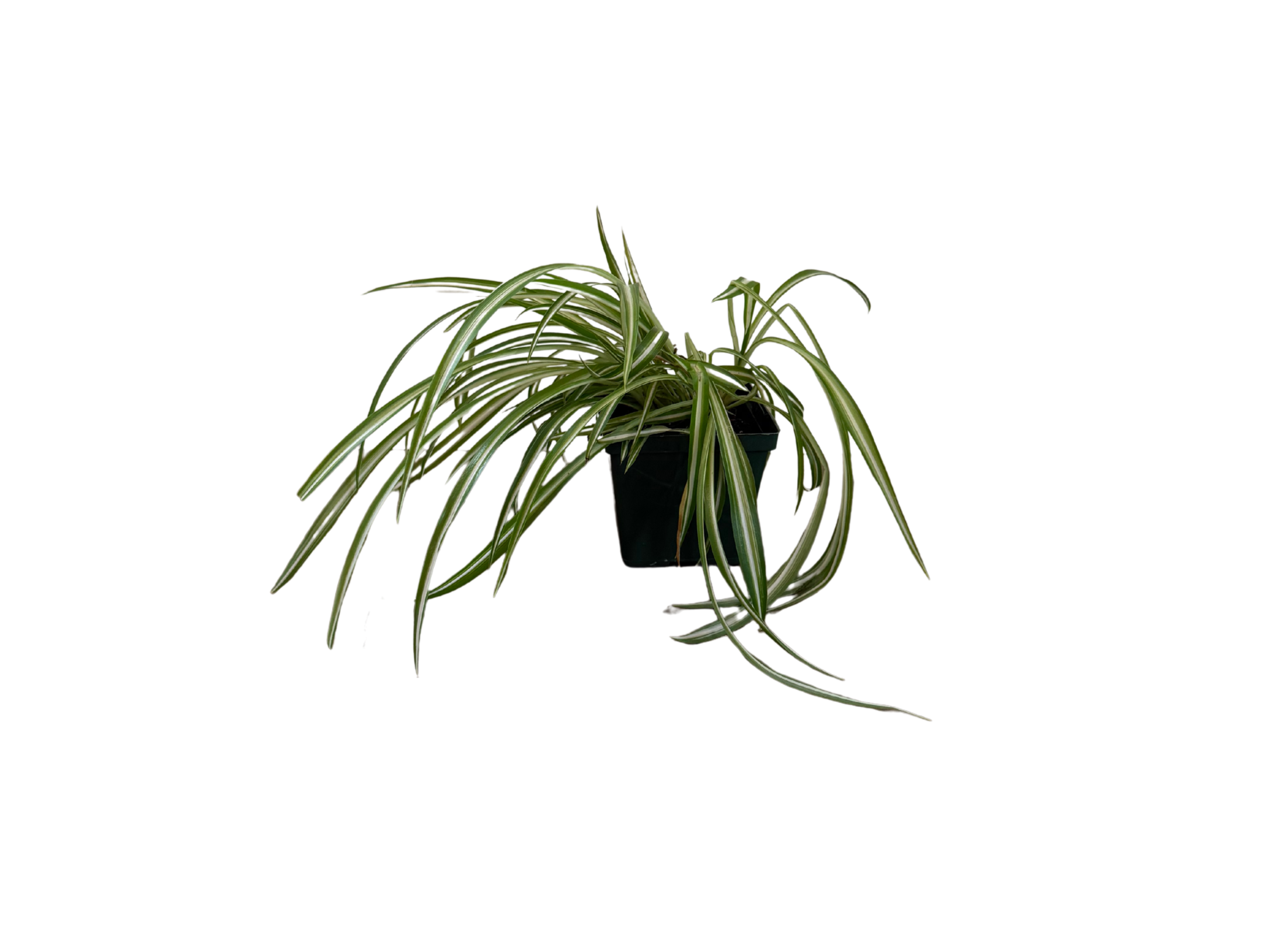 Spider Plant 4"