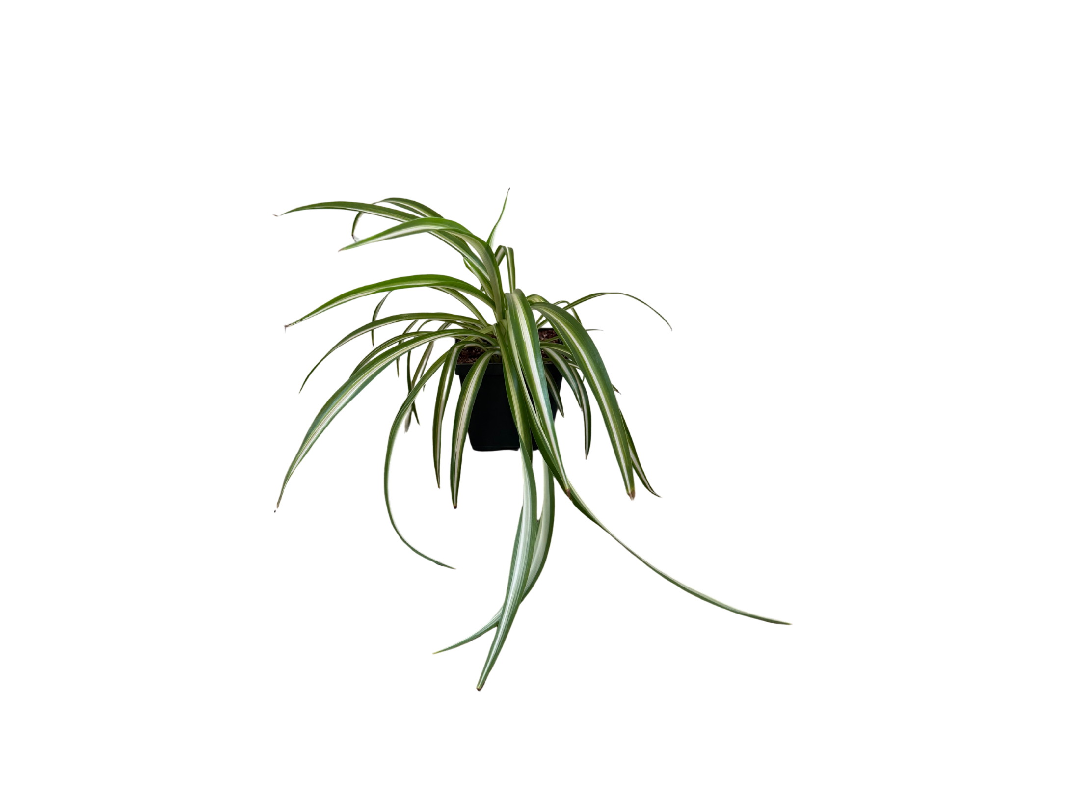 Spider Plant 4"