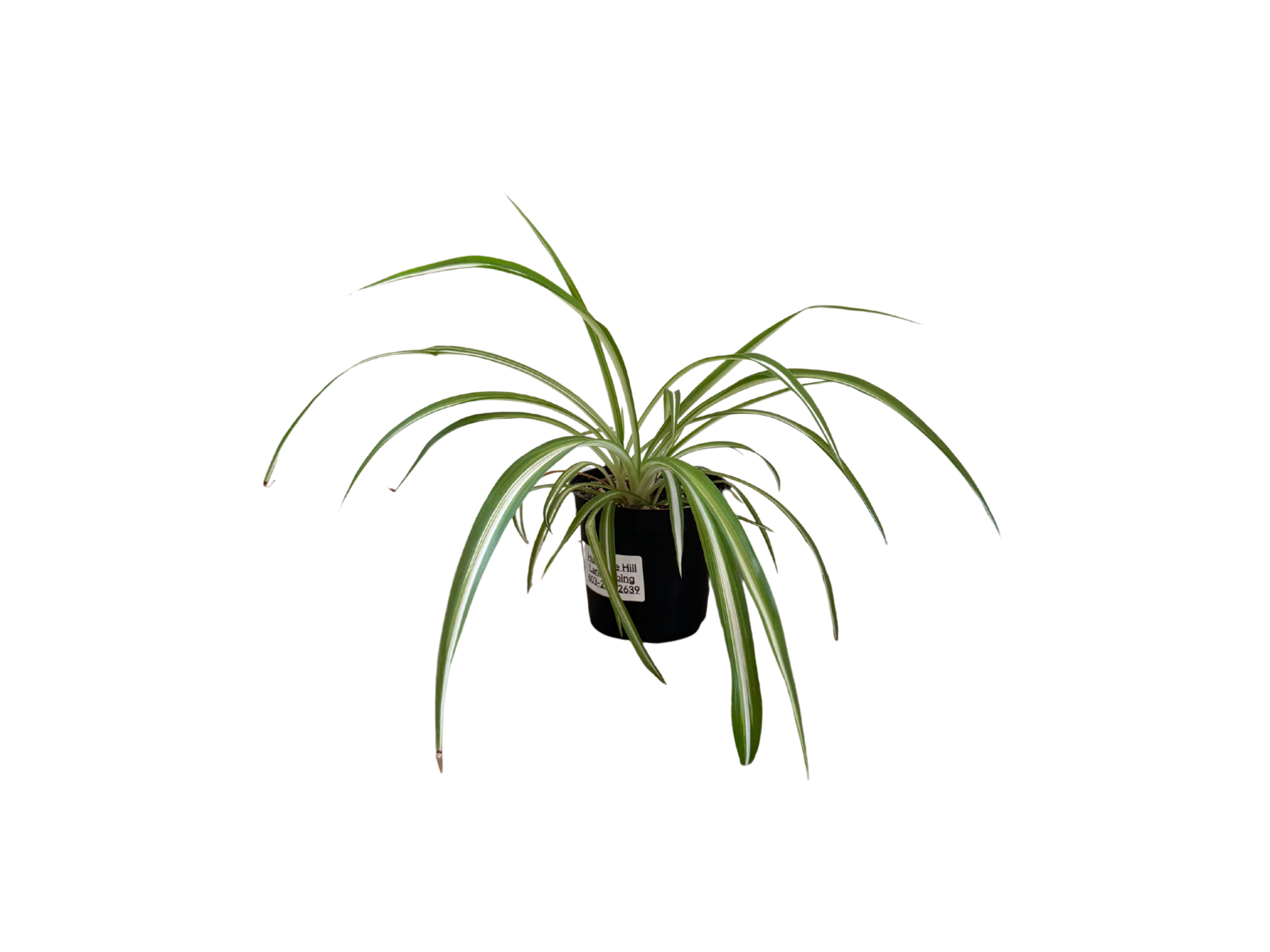 Spider Plant 4"
