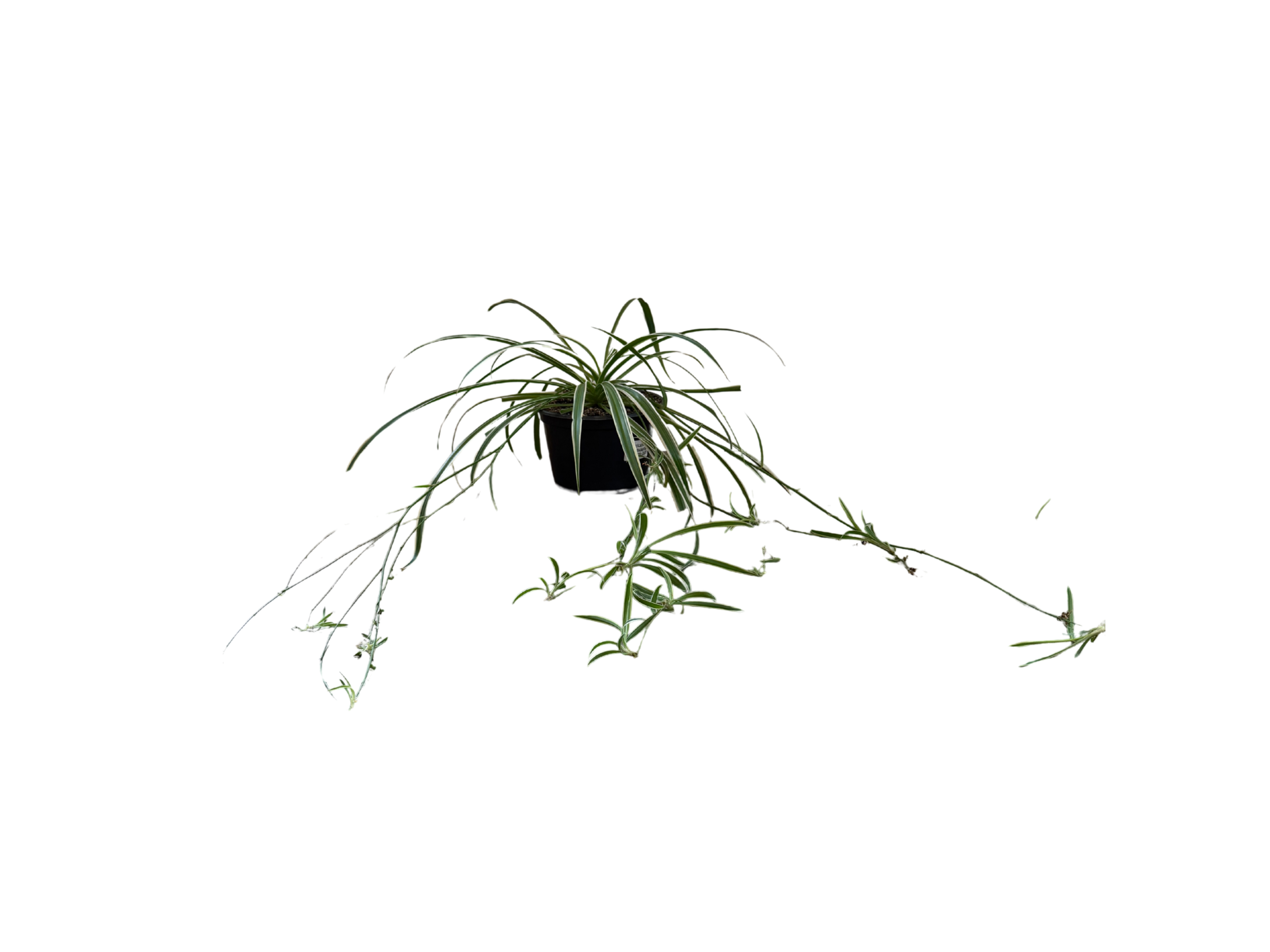 Spider Plant with Plantlets 8"