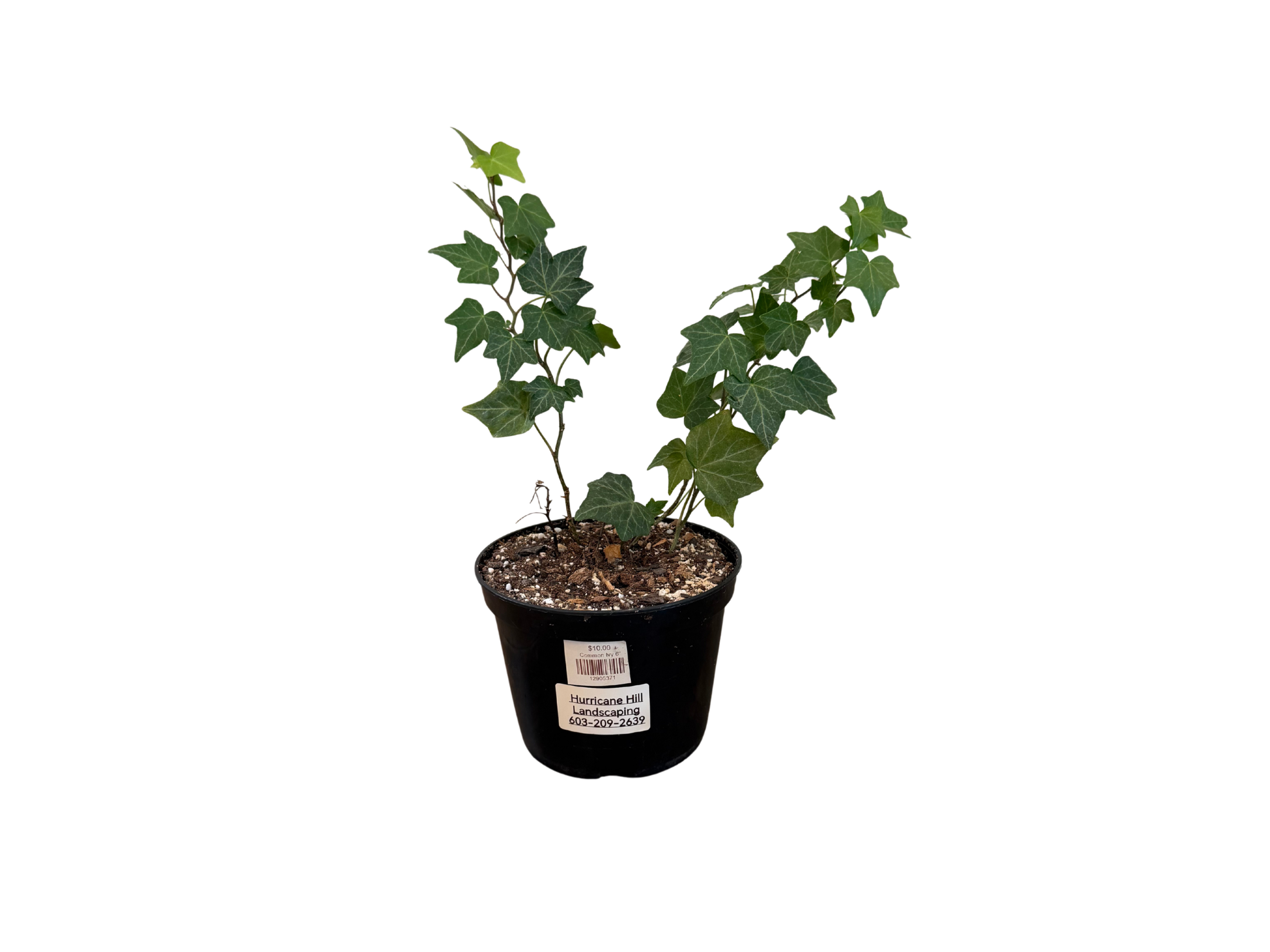 Common Ivy 6"