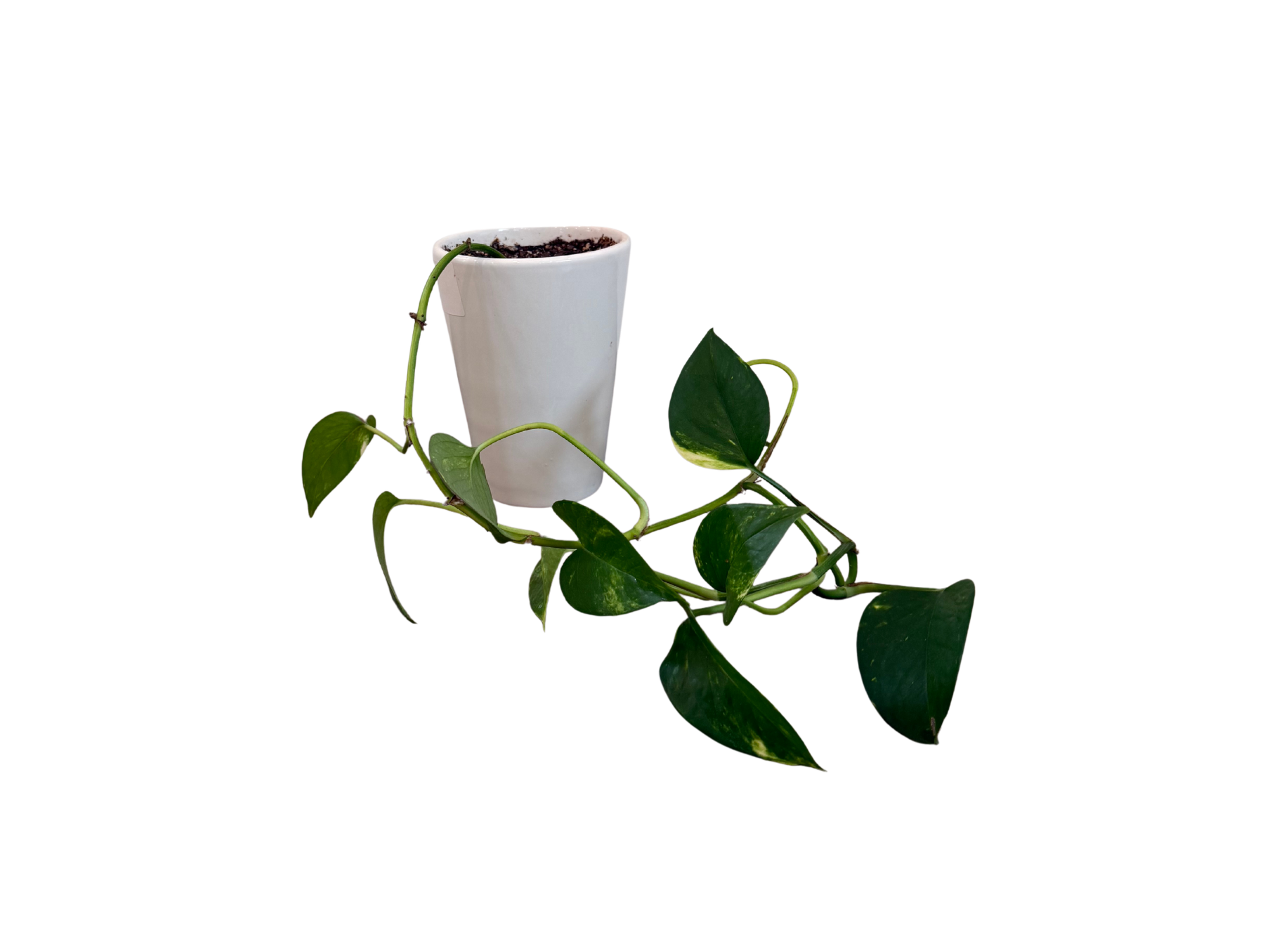 Variegated Pothos 4" in Ceramic Pot