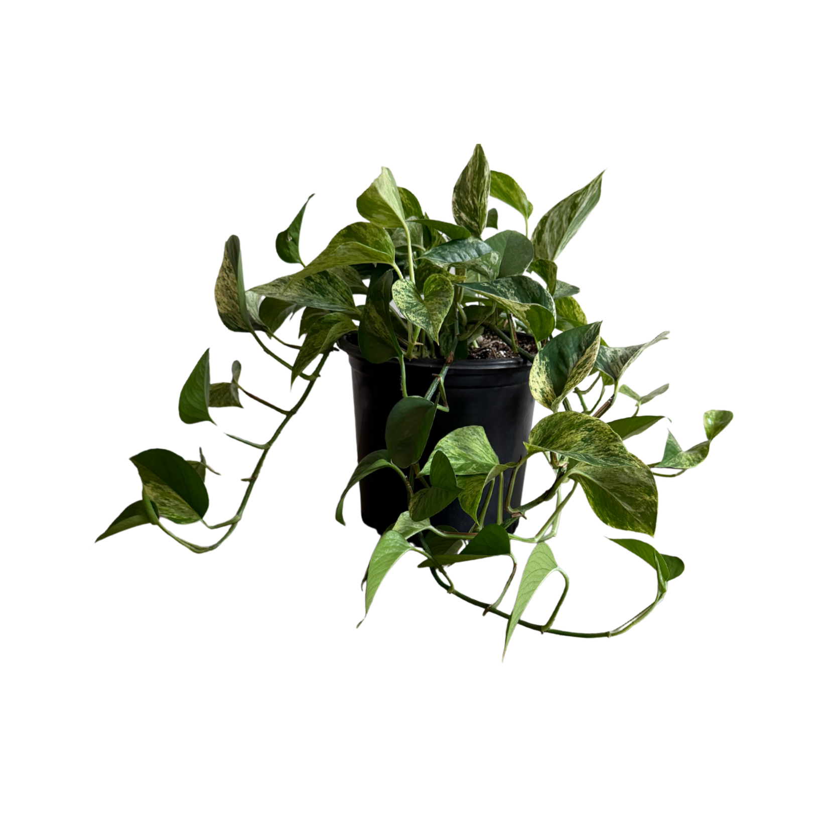 Untitled+design.png