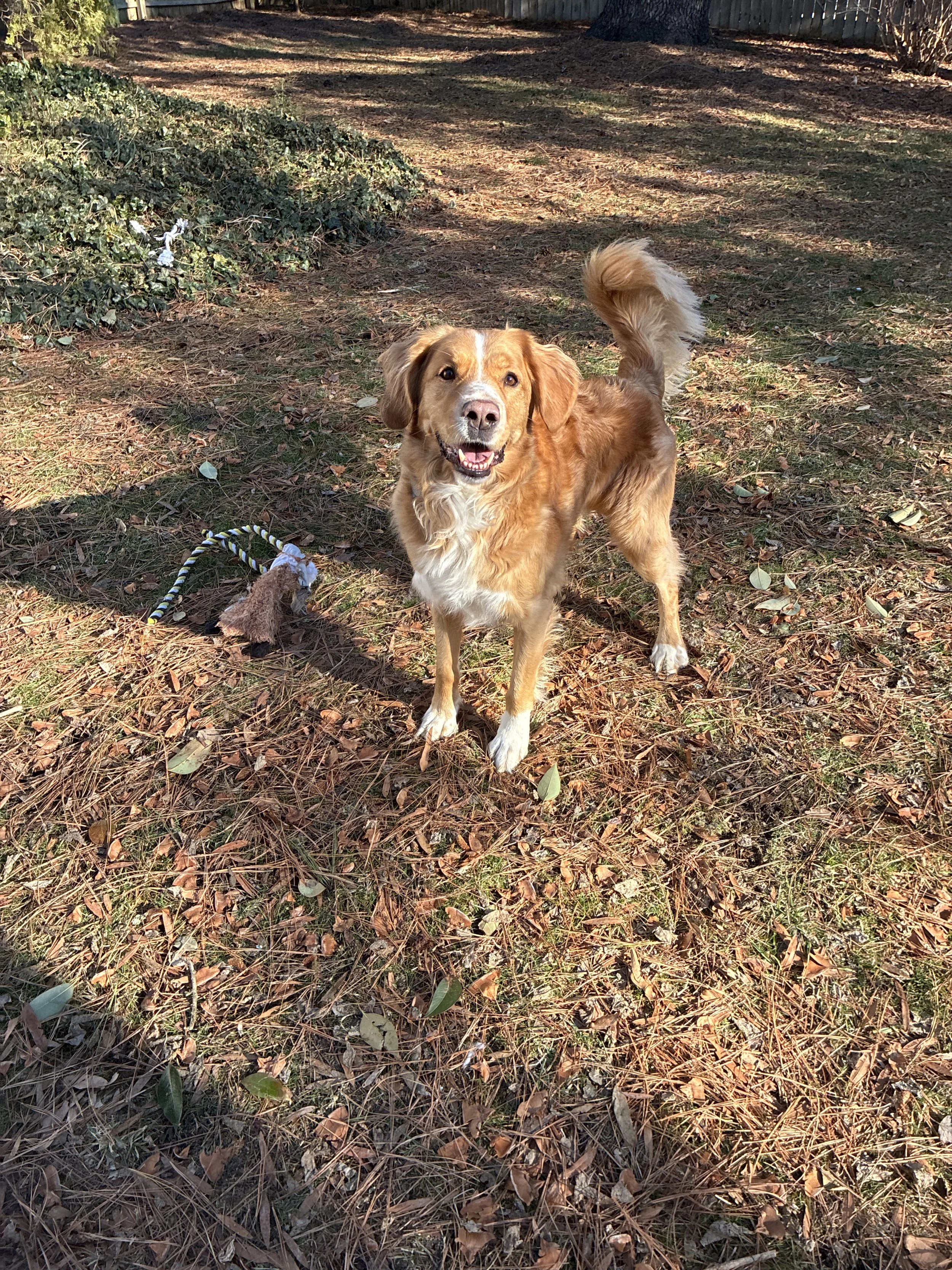 A happy golden-colored dog standing on a leaf-covered ground outdoors, with a toy to the left and a shadow cast on the ground.