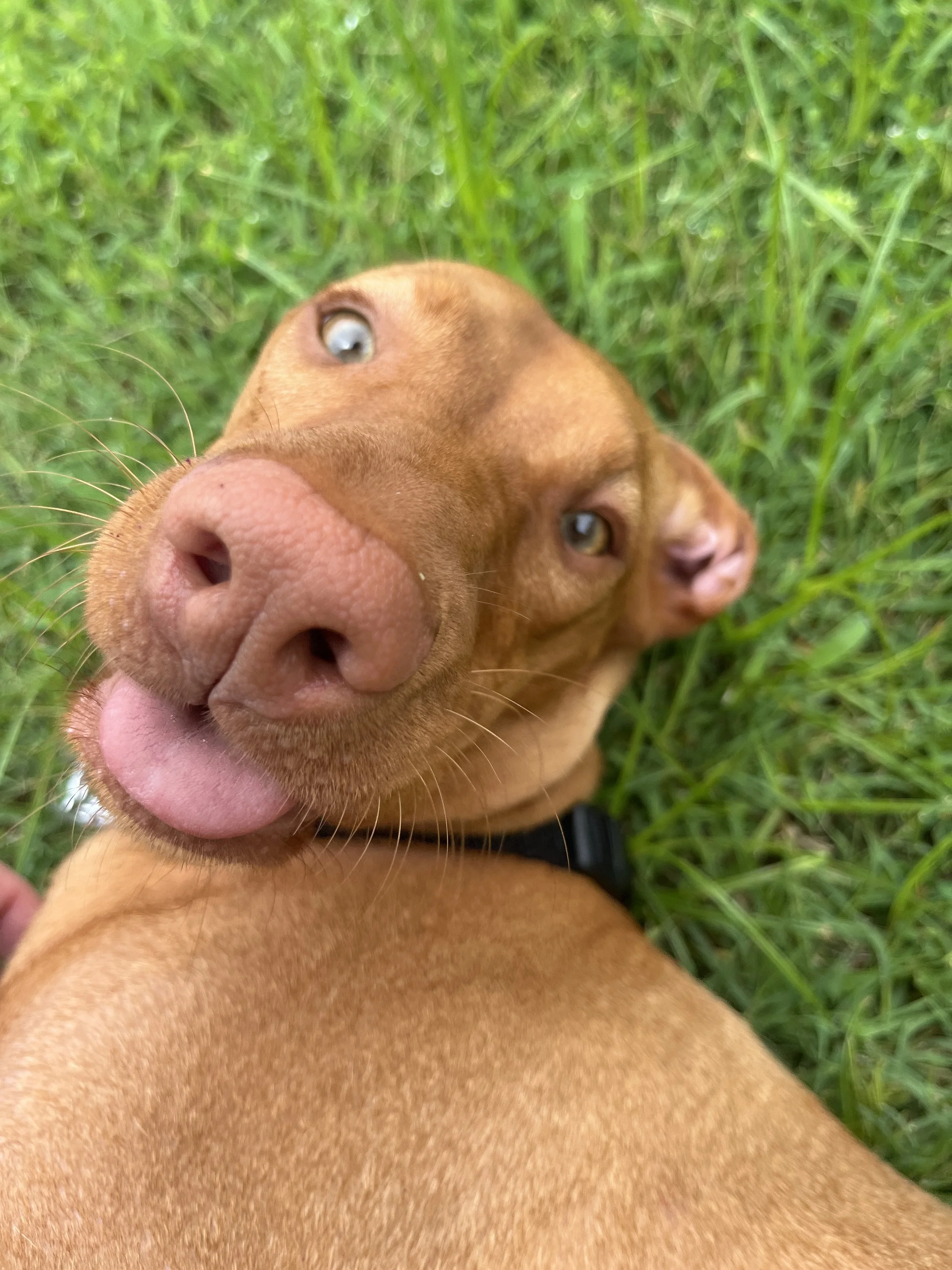 Close-up of a brown dog lying on green grass, with its nose and tongue prominently visible, and its head turned sideways.