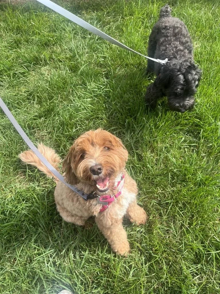 Two small dogs on green grass. One dog is tan with a happy expression, wearing a pink harness. The other dog is black, sniffing the grass.