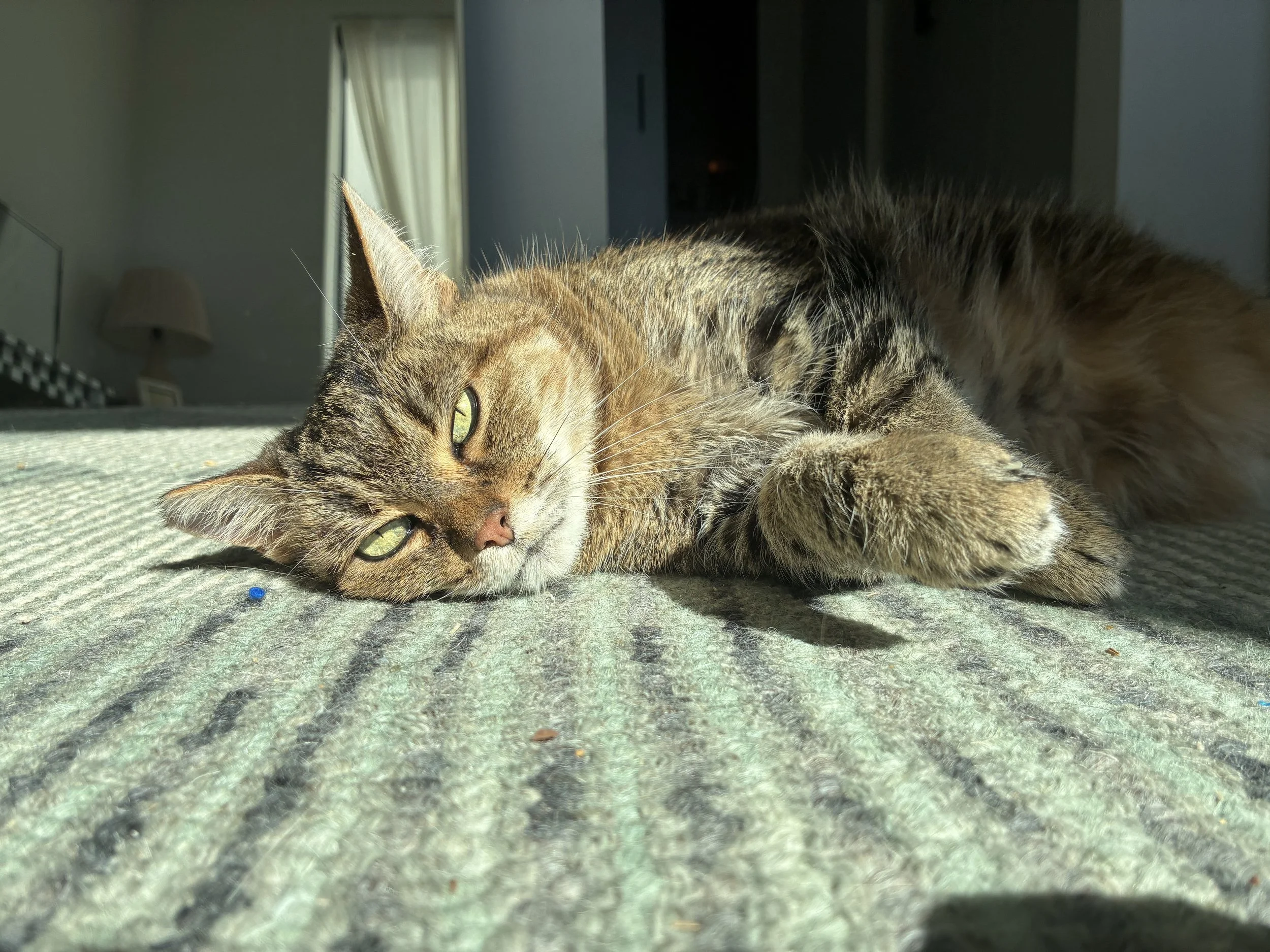 A tabby cat lying on a textured carpeted floor, sunbathing with half-closed green eyes, in a cozy indoor setting with curtains and a side table in the background.