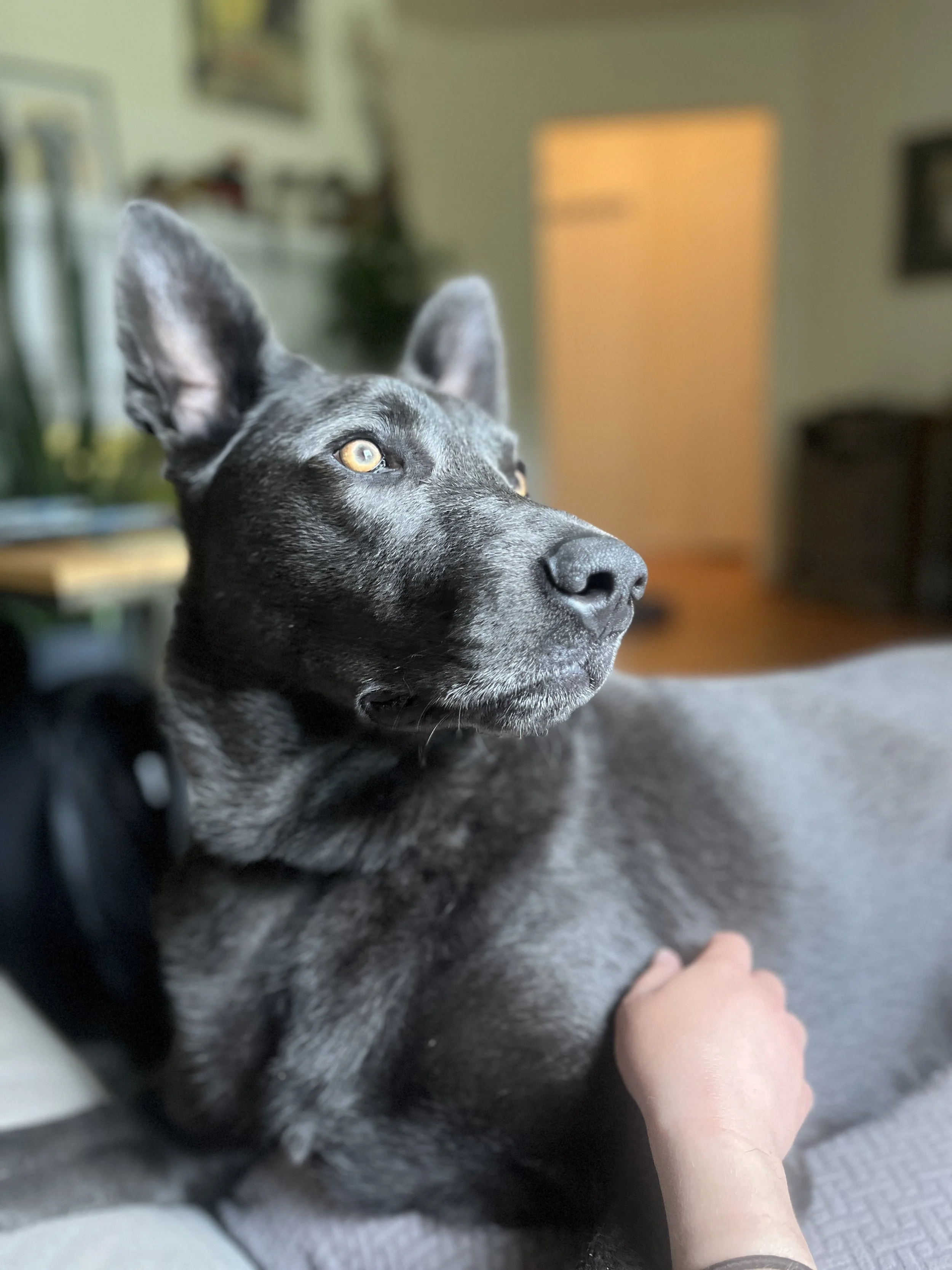Close-up of a black and grey dog's face with yellow eyes, lying on a couch with a person's hand petting its side, in a cozy living room.