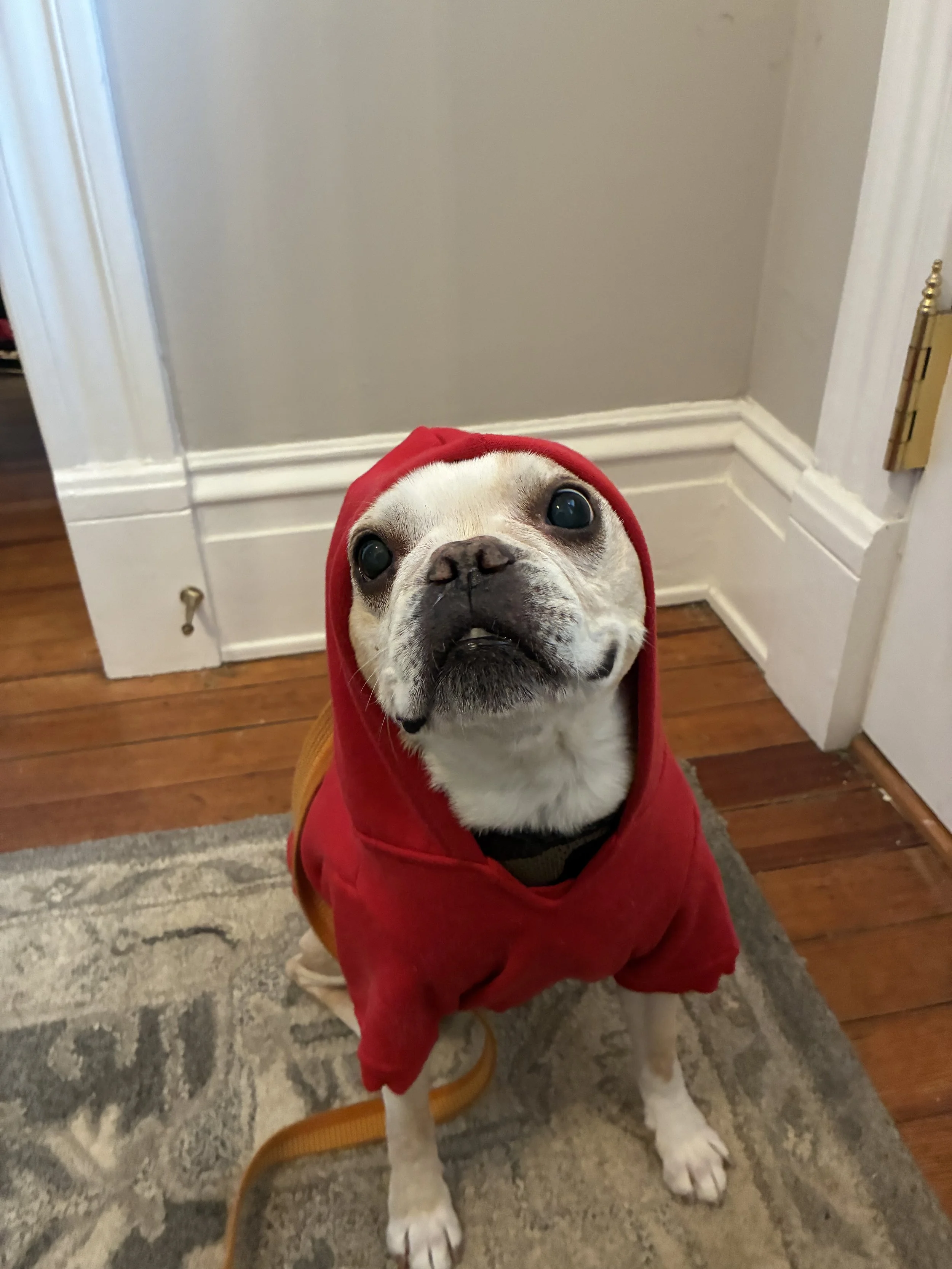 A small dog wearing a red hoodie coat, sitting on a rug on a wooden floor indoors.