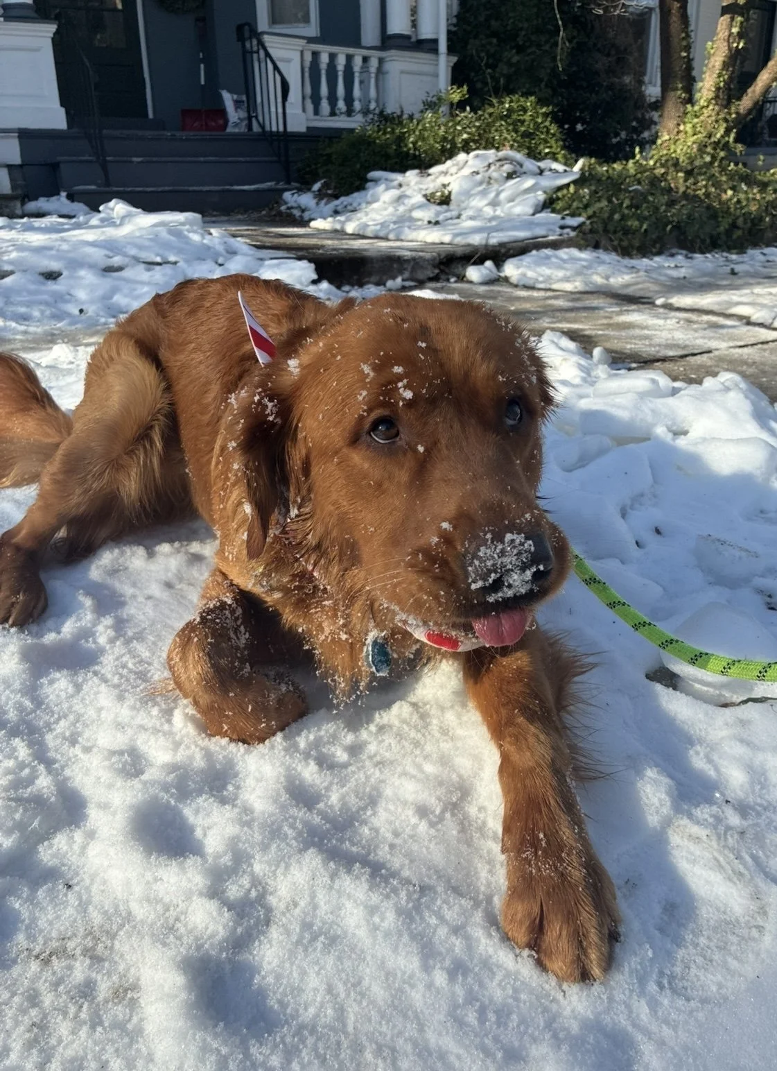 A cute golden retriever puppy lying on snow with snow on its face, in a snowy front yard with house and stairs in the background, wearing a red collar and a green leash.