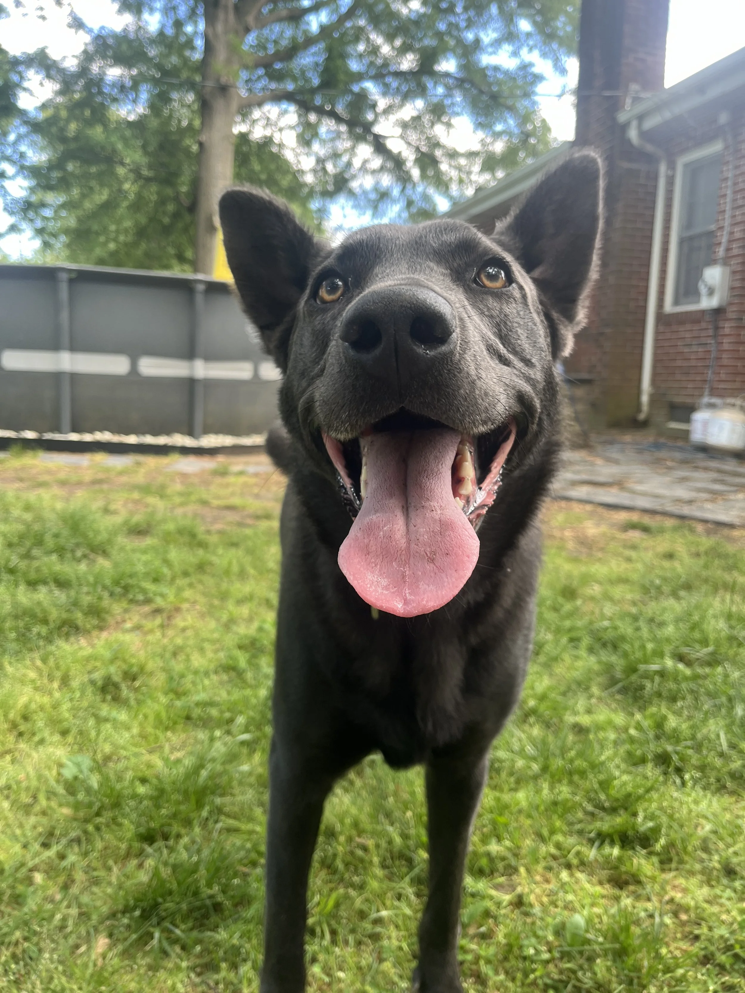 A happy black dog with its tongue out, standing on grass in a backyard with a tree, a house, and a above-ground pool in the background.