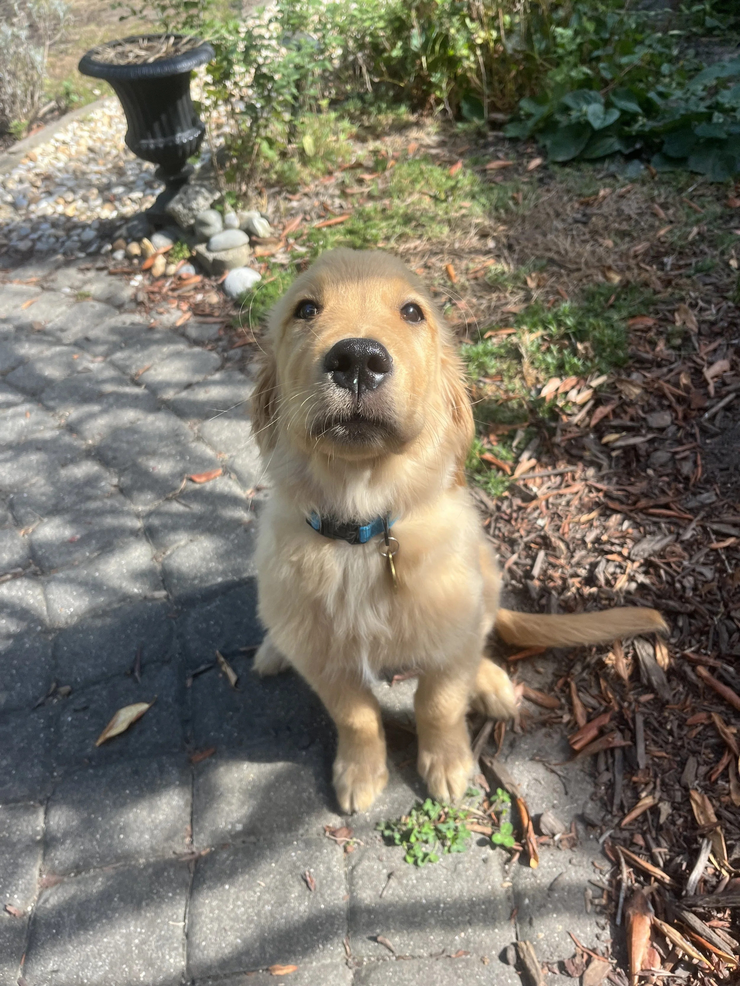 A young golden retriever puppy sitting outdoors on a paved pathway with greenery and a black decorative planter in the background.