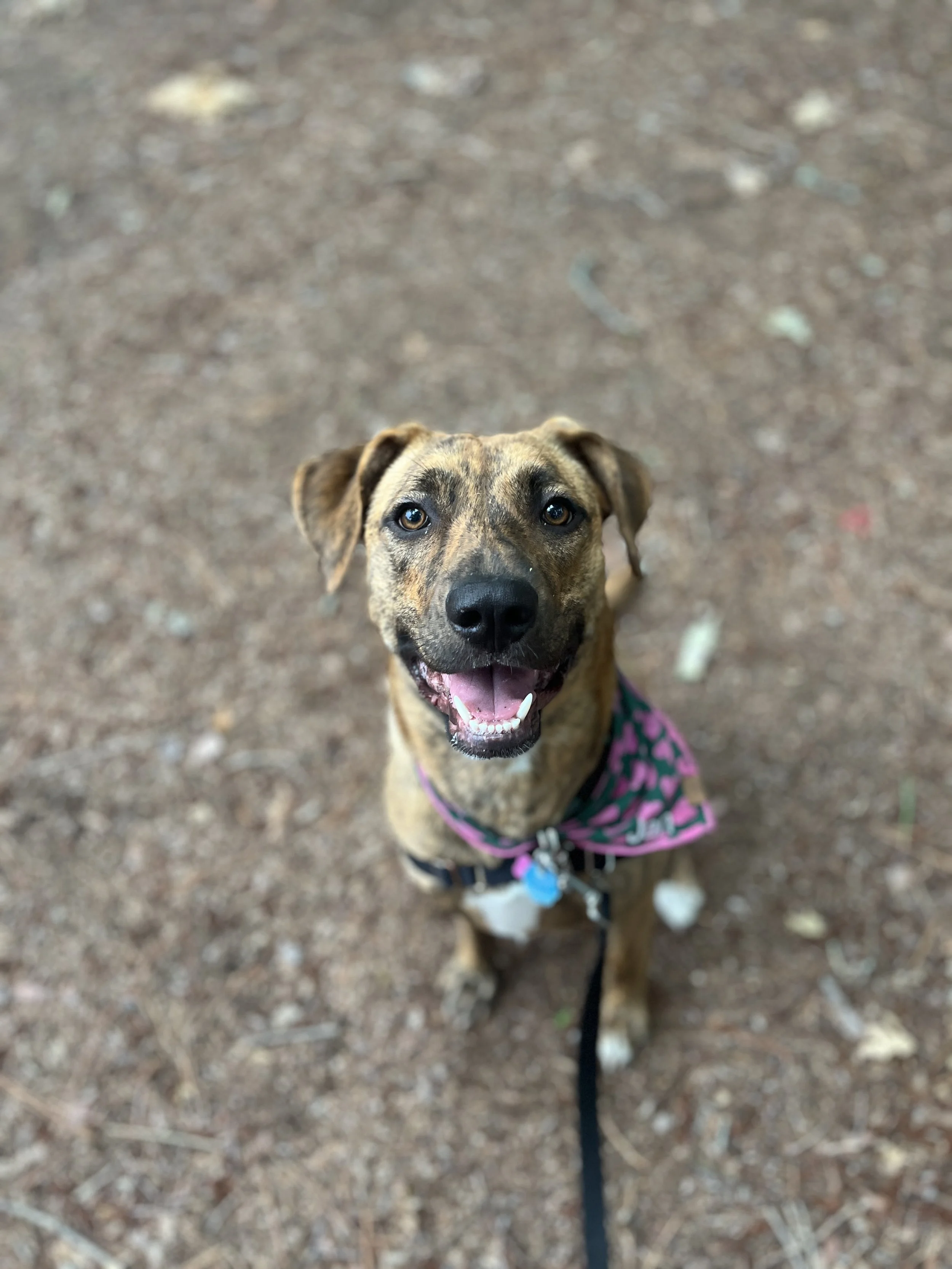 A happy brindle-coated dog wearing a pink and black harness, sitting on a dirt trail in a forest, looking up at the camera.