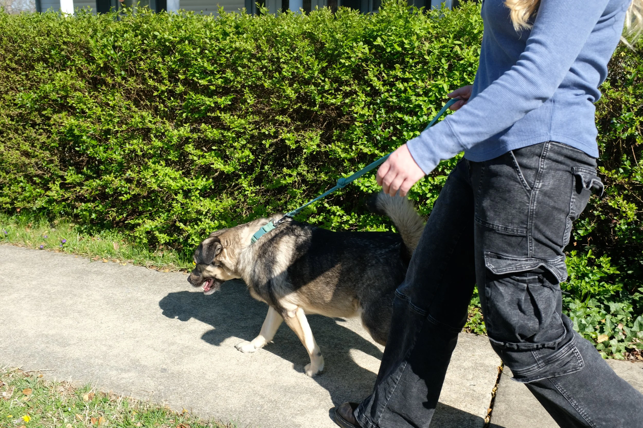 A person walking a large dog on a sidewalk next to green bushes on a sunny day.