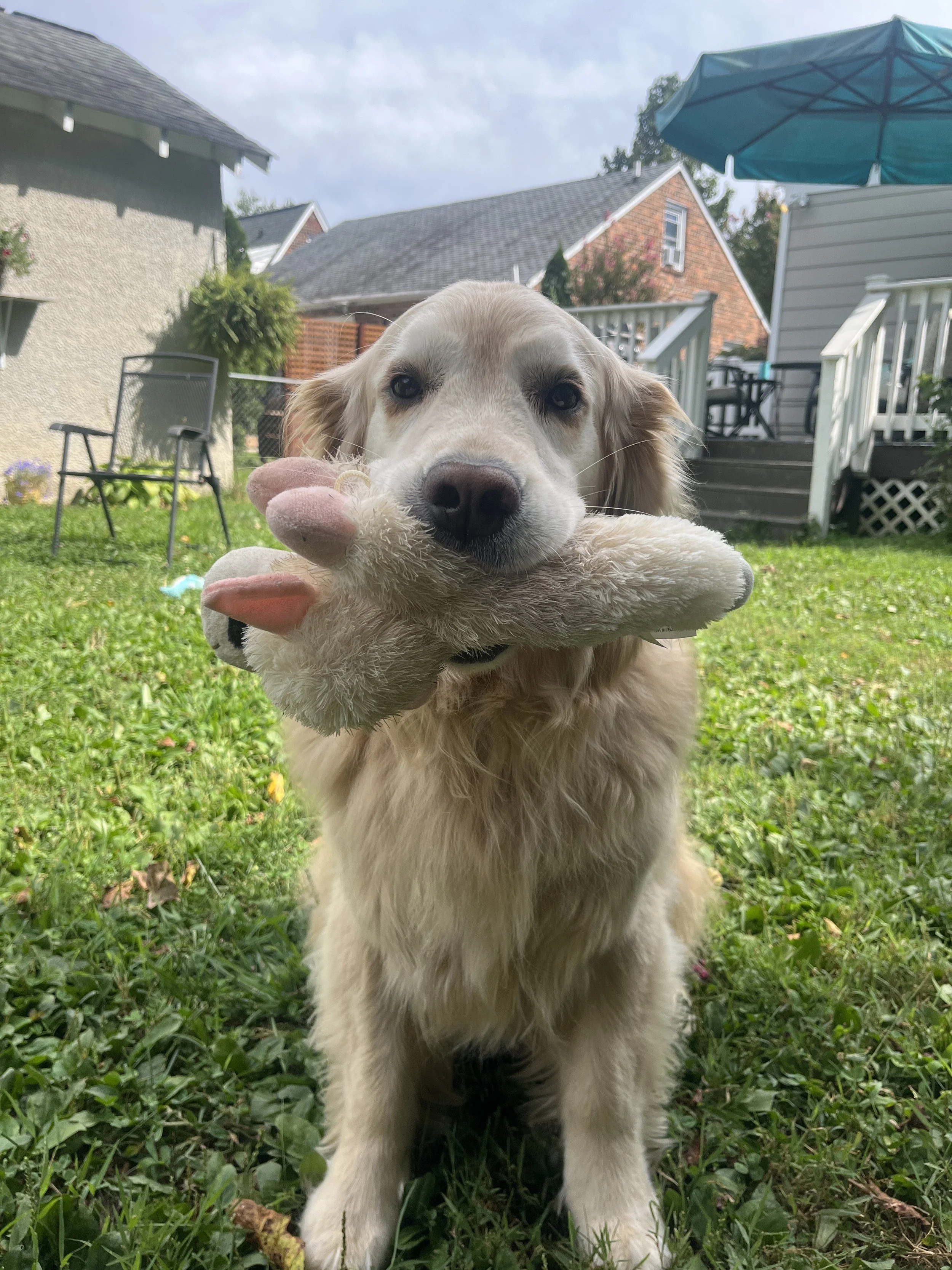 Golden retriever puppy holding a plush toy with dog paw prints on it in a backyard with grass, chairs, a swing, and a patio umbrella.