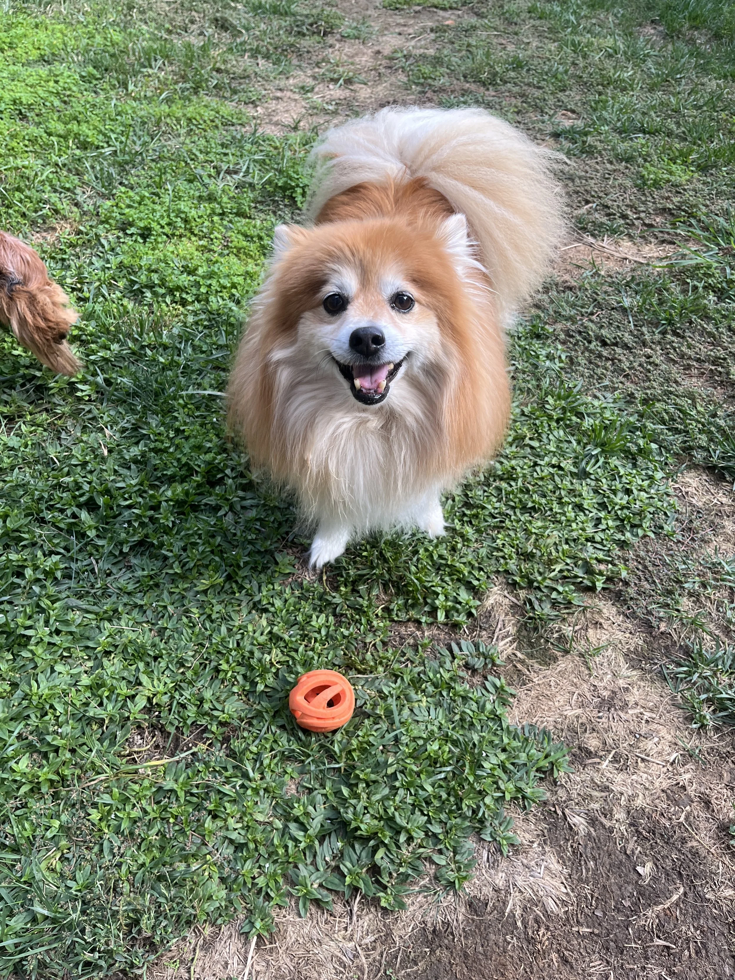 Smiling fluffy dog standing on grass with orange rubber ball in front of it