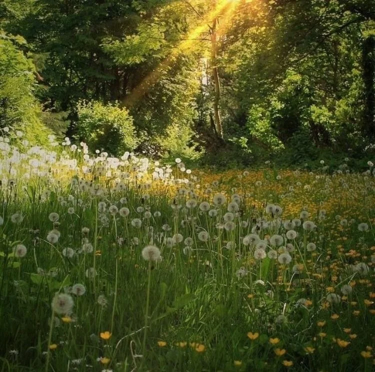 A Season of Renewal: Embracing Growth and New Beginnings This Spring