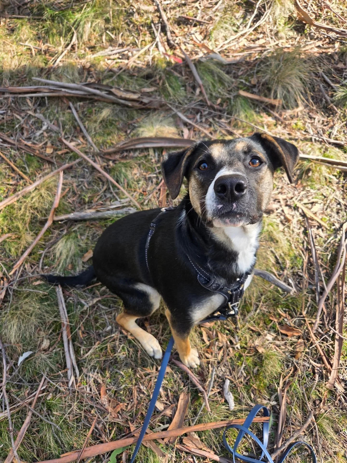 Meet Winnie! 🐾 

Winnie is a newly adopted working breed mix who can find the busy streets overwhelming (can relate!) so our walk &amp; train sessions are in the form of relaxing bushwalks 🌳 

She gets to have a relaxing sniff out in nature away fr