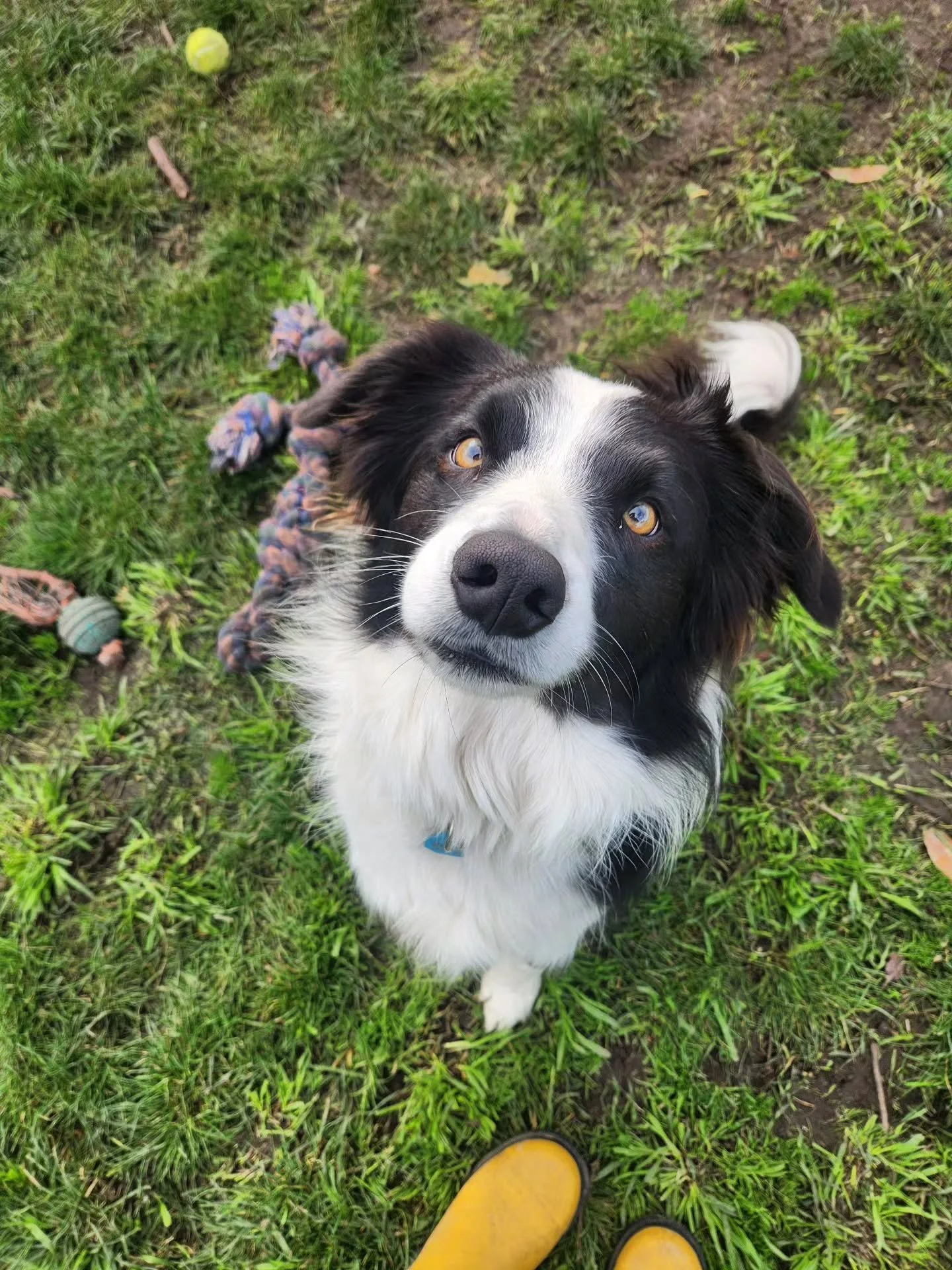 Meet Teddy 🐾

Teddy has some big feelings around other dogs, and he has been struggling with walking on a loose leash and with getting upset with the neighbourhood dogs while out on his regular walks. 

I've been working with Teddy and his mum for h