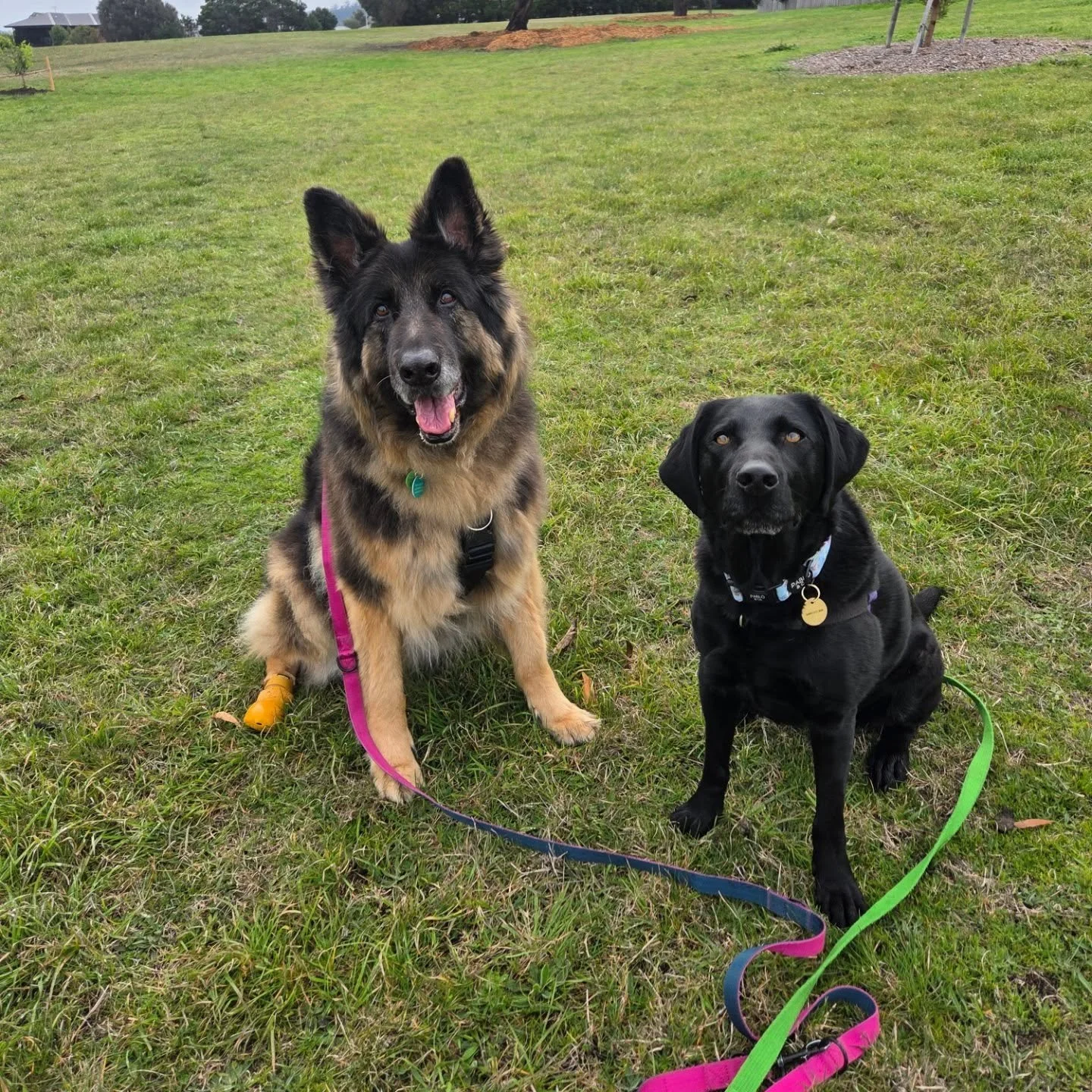 Two very good employees ❤️❤️

Always featuring a @wagdkit lead!

#employeeofthemonth
#positivereinforcement 
#germanshepherd 
#labradorretriever
