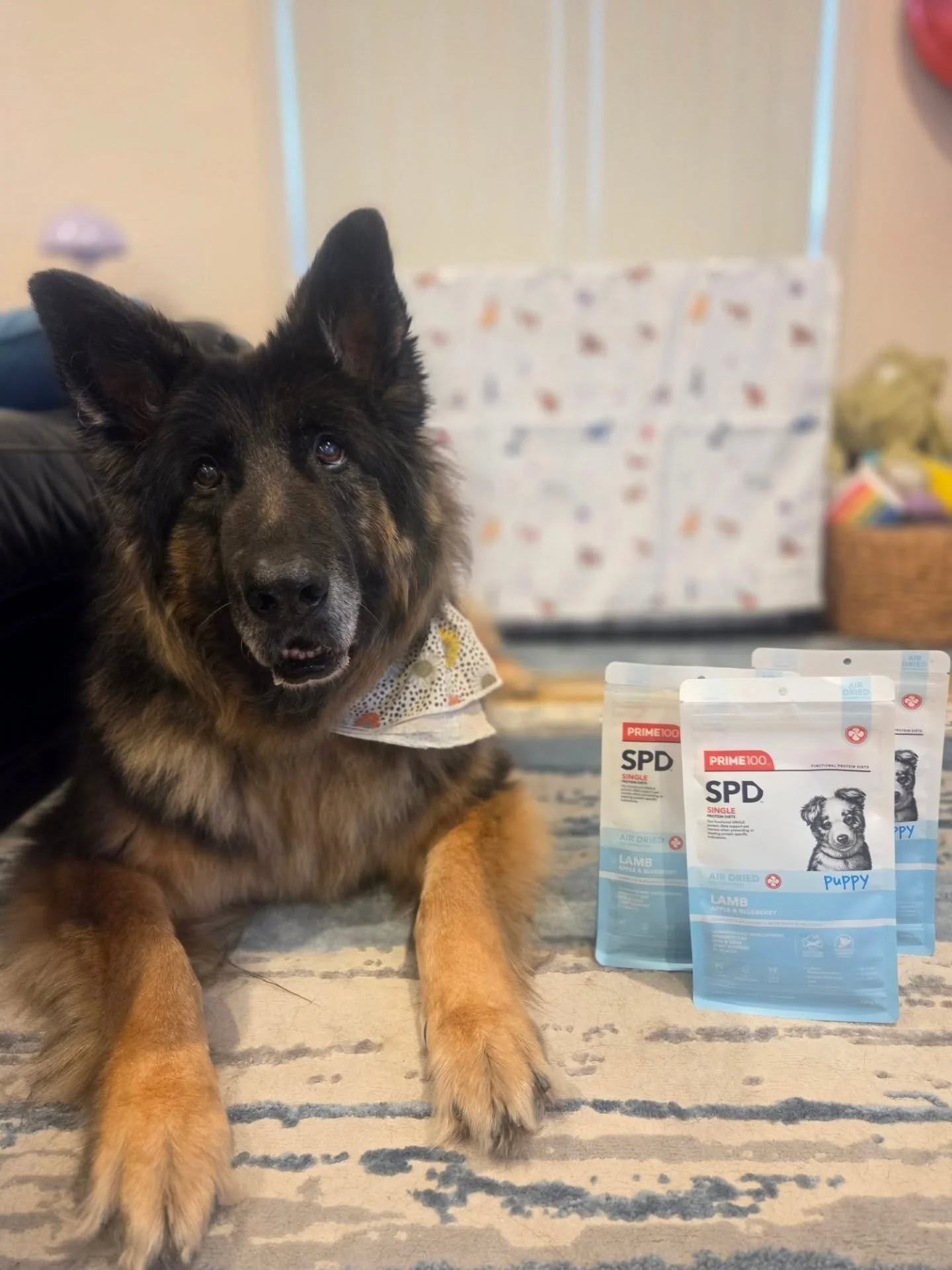 Axel is mildly concerned that these snacks aren't for him...

#germanshepherd 
#germanshepherdpuppy 
#prime100