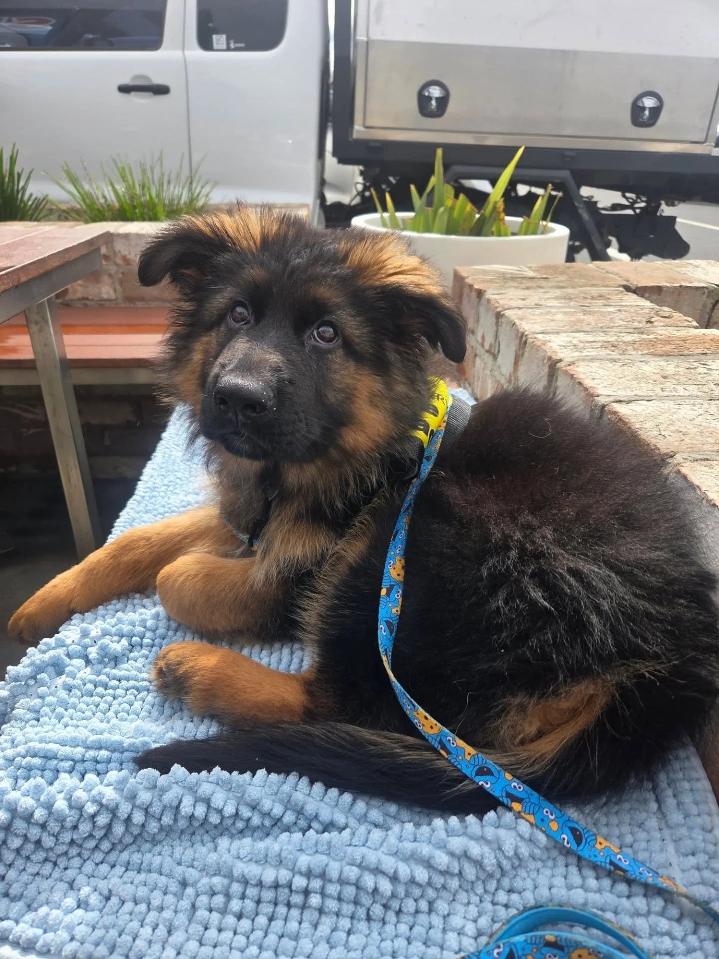 If anyone is yet to see this adorable little face. 

Meet Thunder ⛈️ 🩵