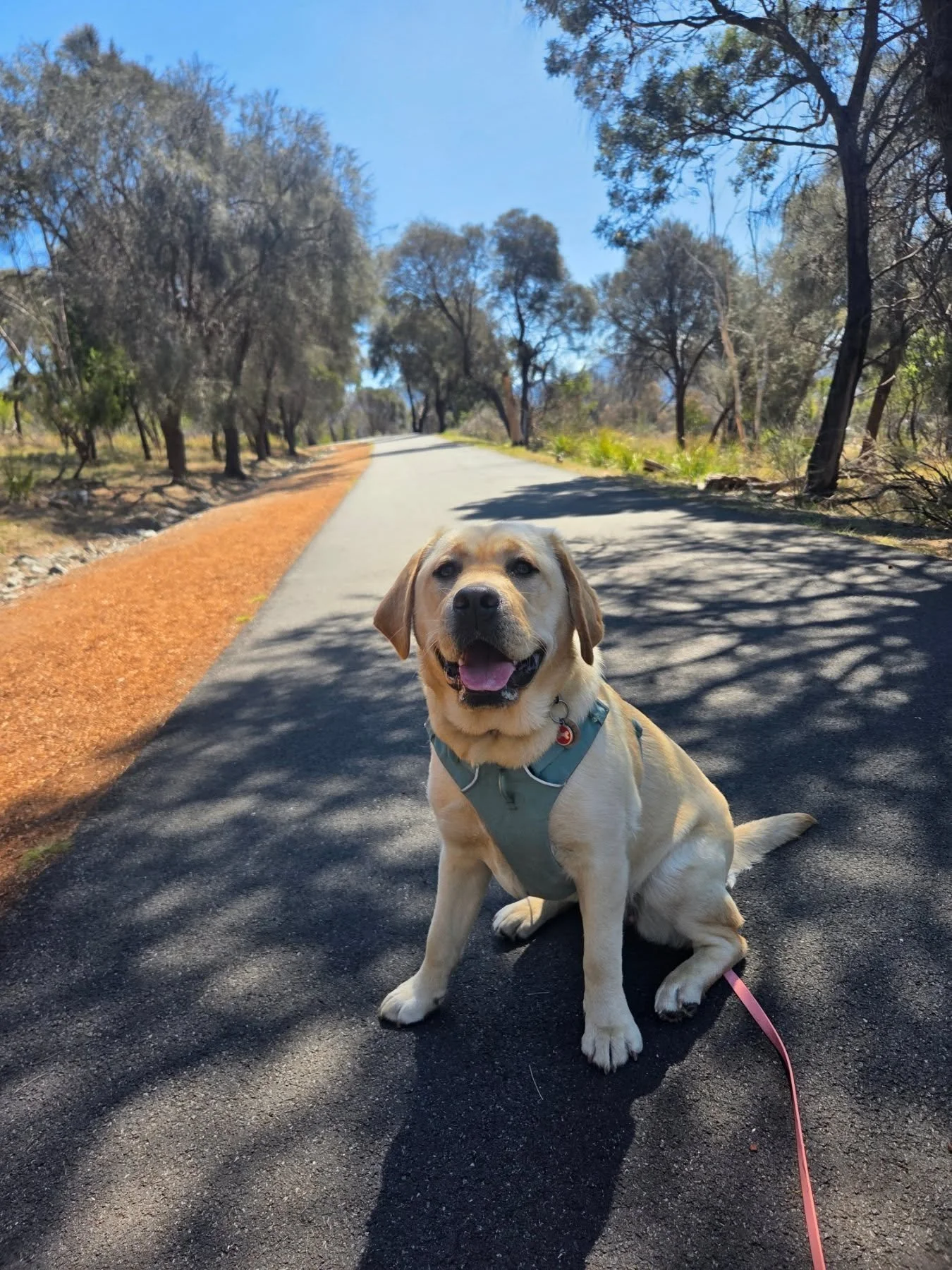 Teenage Mabel enjoying her Walk &amp; Trains 🥰

Teenage puppies can be hard work! We focus on skills like polite greetings when I arrive,  engagement around other dogs and people, loose-lead walking and of course having some fun and a sniff 🐾

My b