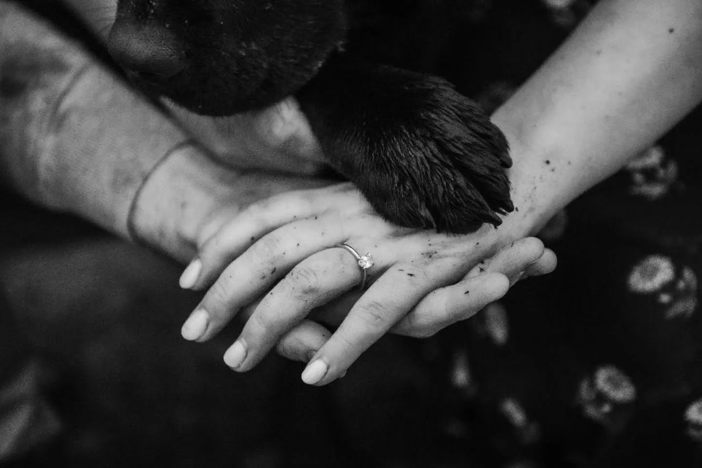 Weddings 💞

Last month we worked with a lovely couple and their sweet chocolate labrador Poppy for engagement photos. They wanted to have Poppy in the photos but needed some help with handling her throughout so they could focus on their day. 

The m